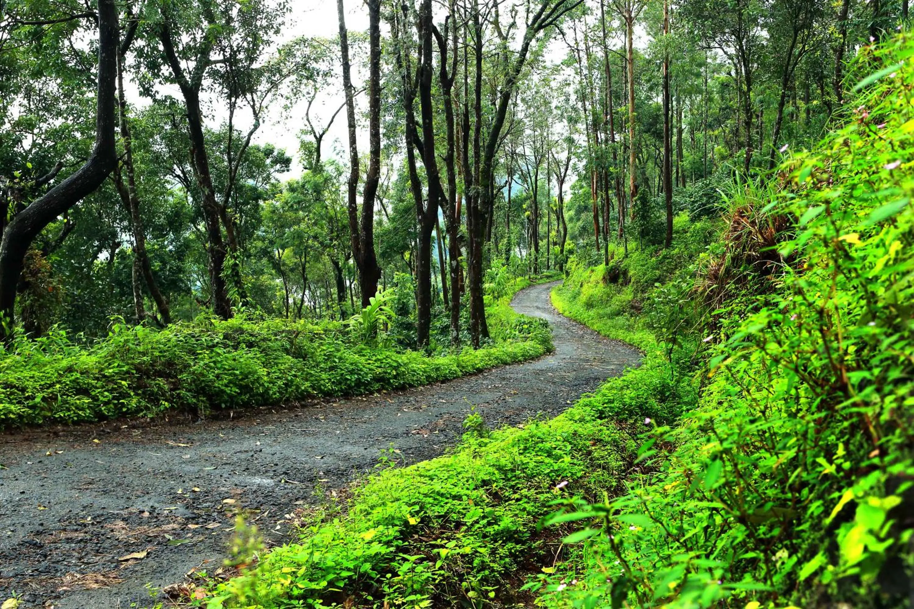 Neighbourhood in Misty Mountain Experience