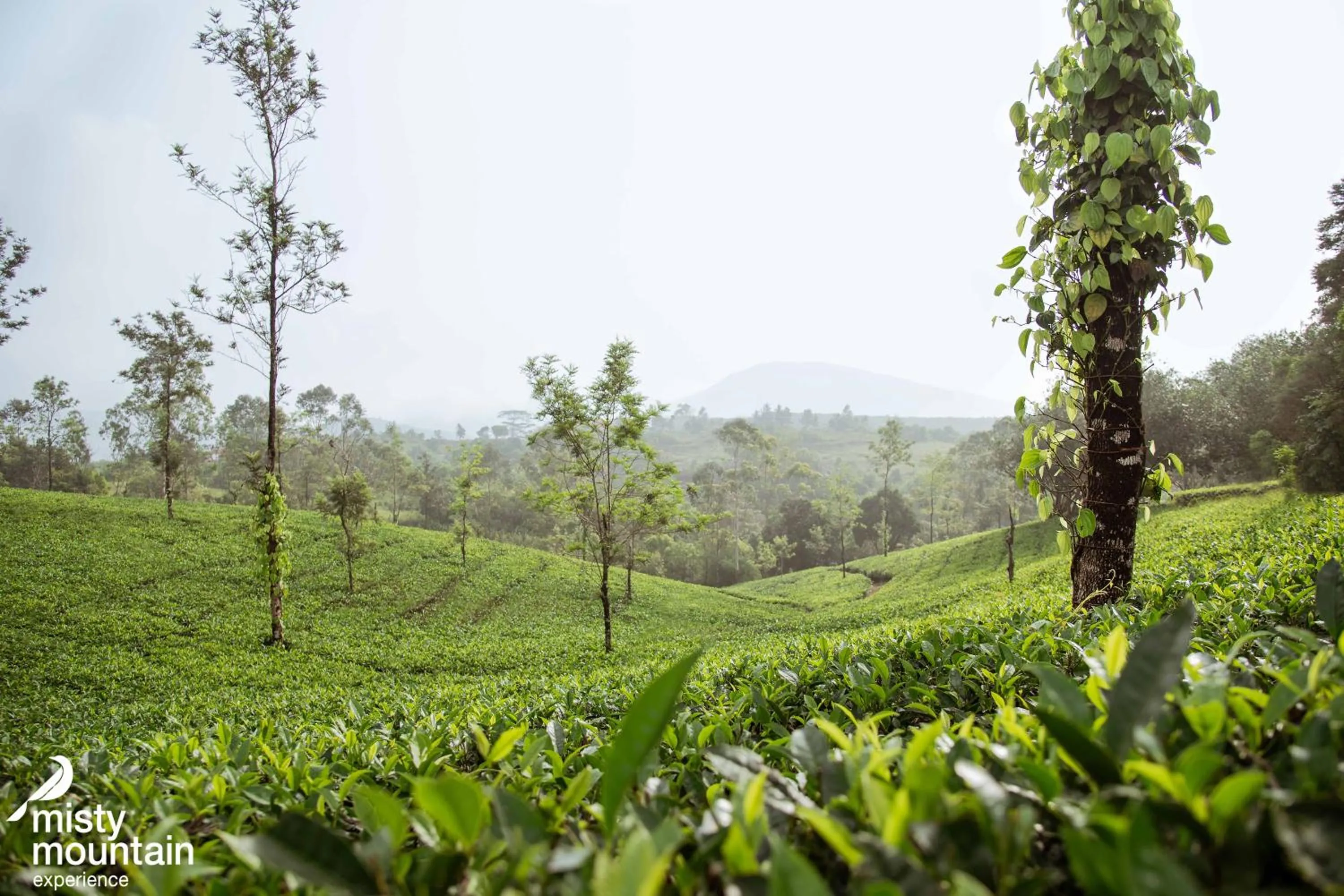 Garden in Misty Mountain Experience