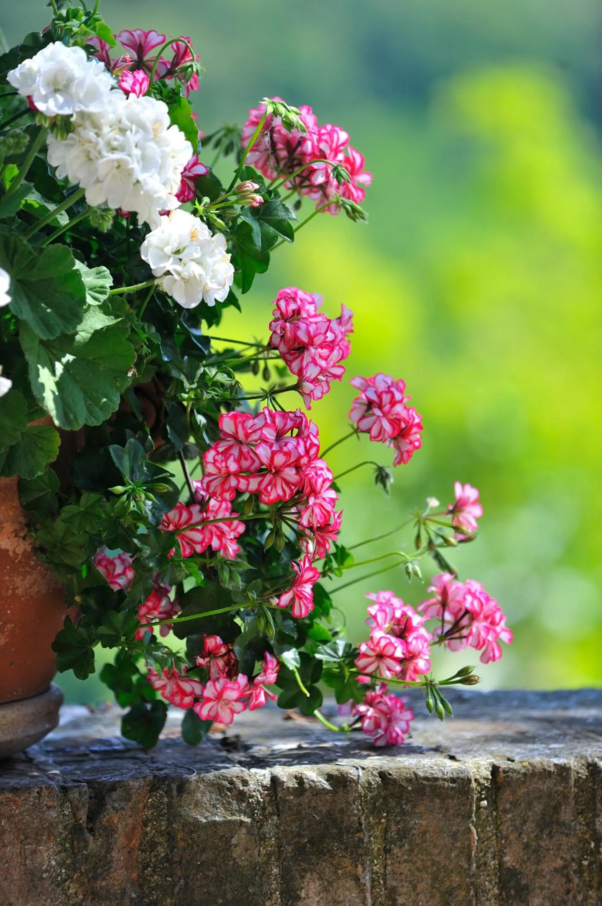 Garden in Albergo Diffuso Borgo Montemaggiore