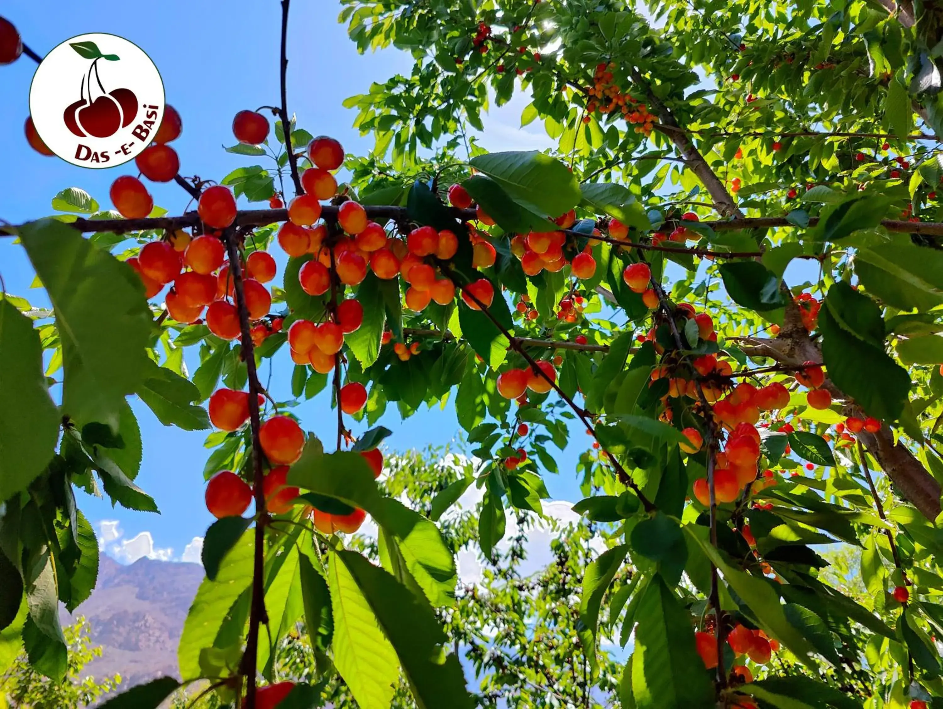 Das-e-Basi Das-e-Basi