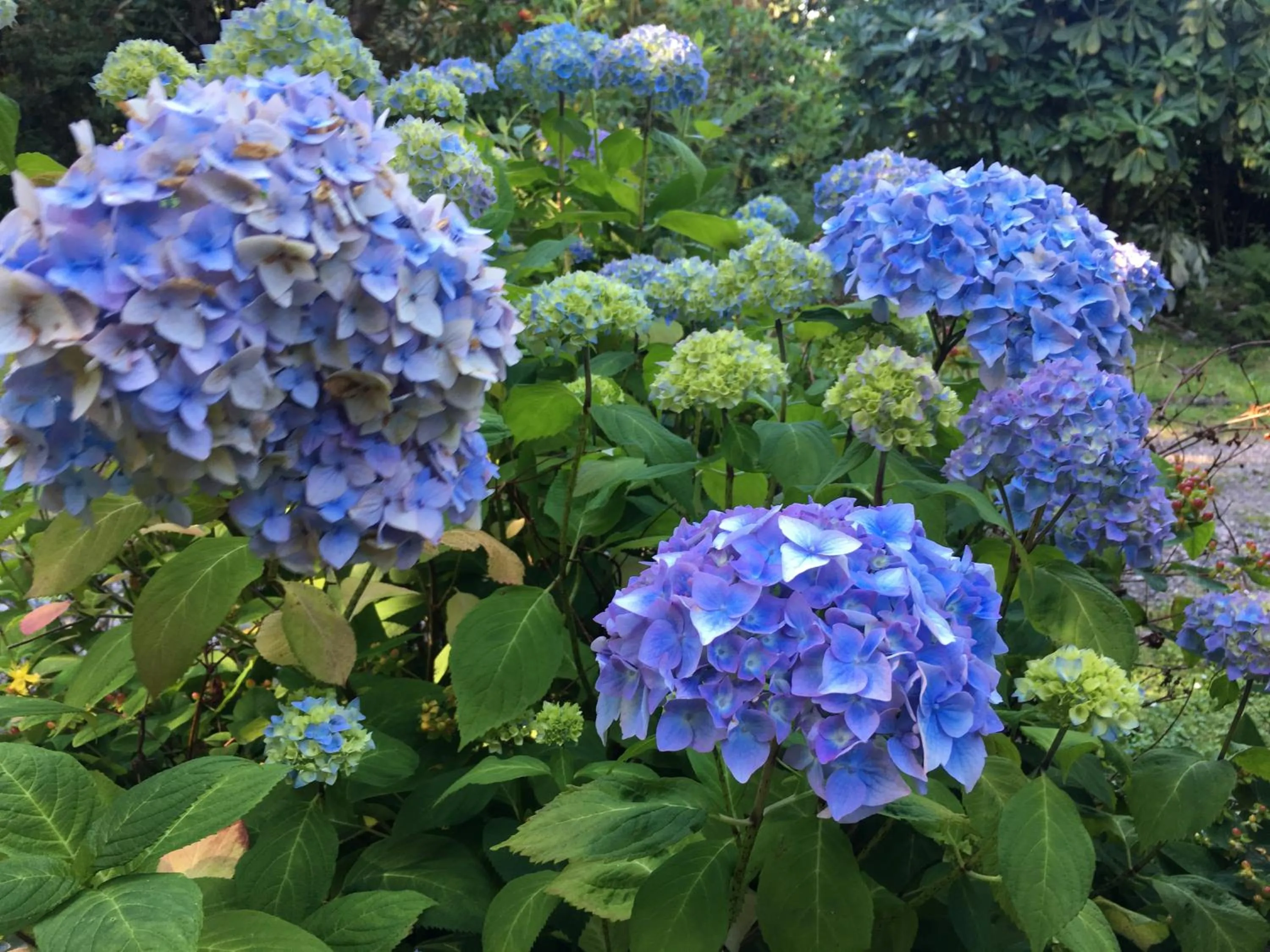 Garden in Stonefield Castle Hotel ‘A Bespoke Hotel’