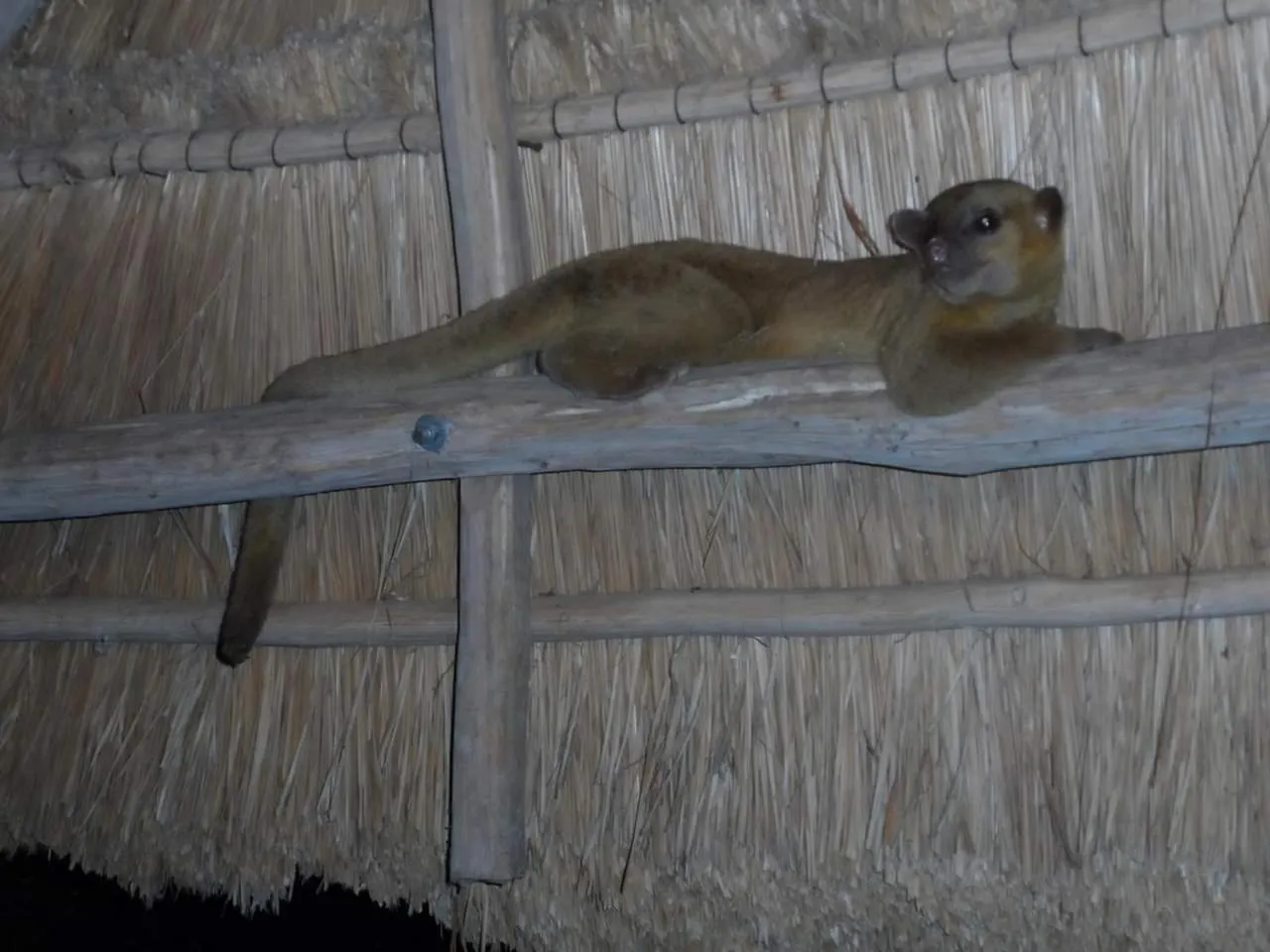 Garden in hotel villas chicanna