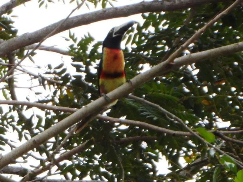 Garden in hotel villas chicanna