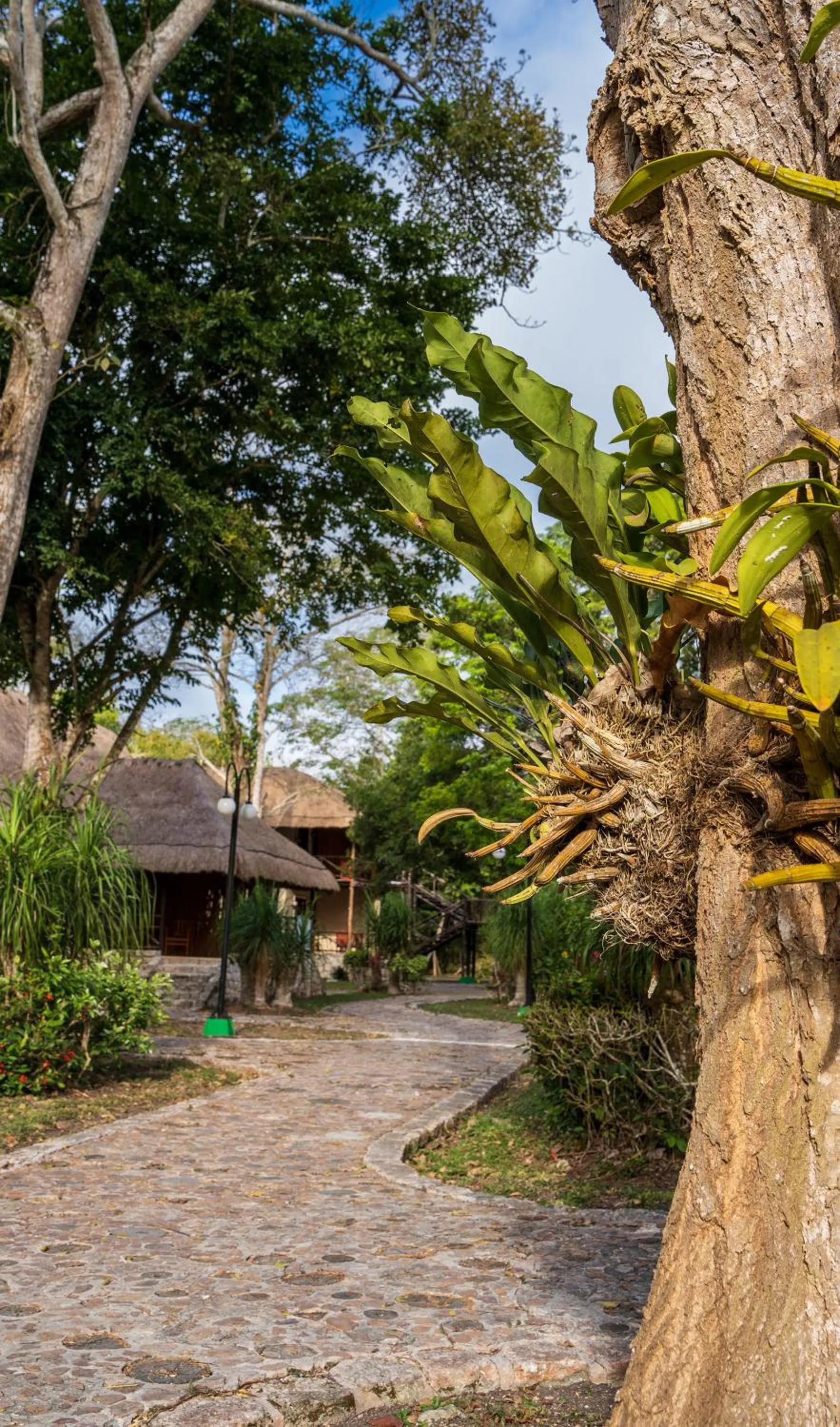 Garden in hotel villas chicanna
