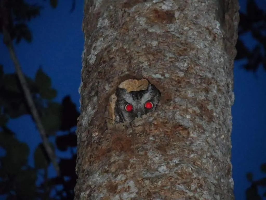 Garden in hotel villas chicanna