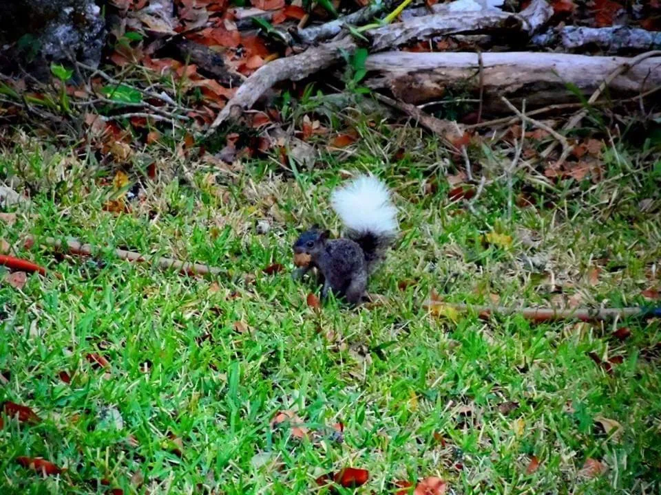 Garden in hotel villas chicanna
