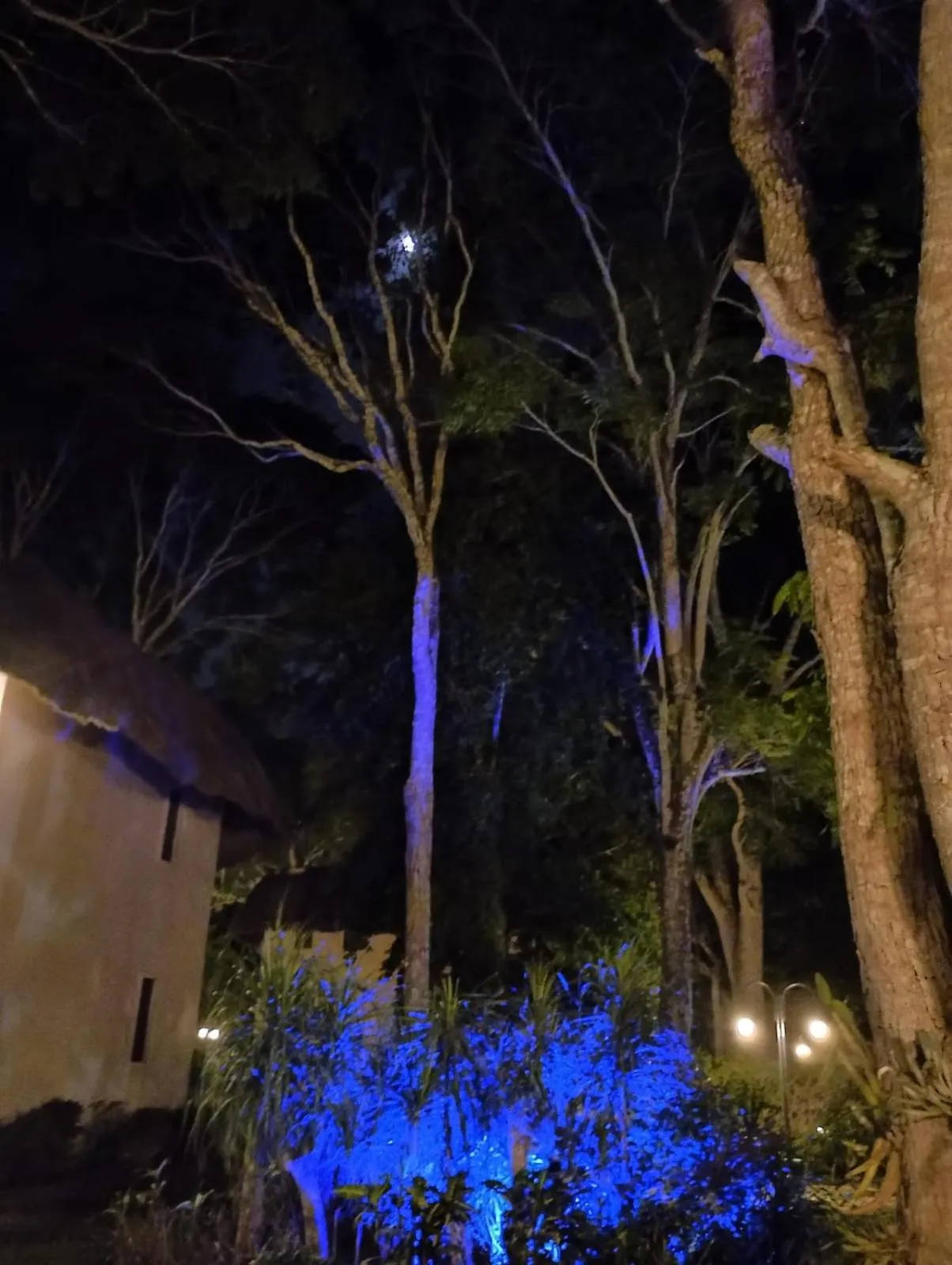 Garden in hotel villas chicanna