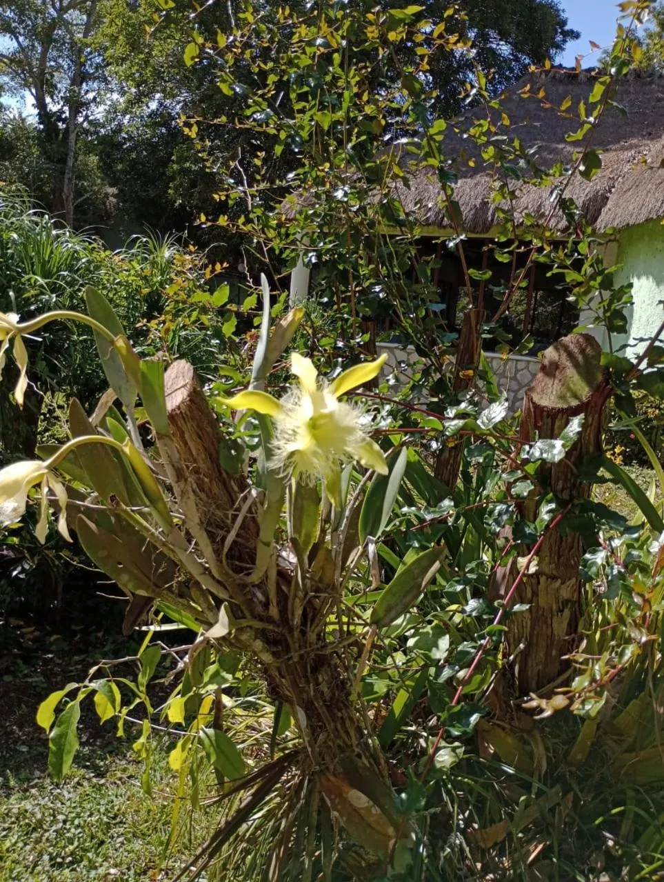 Garden in hotel villas chicanna