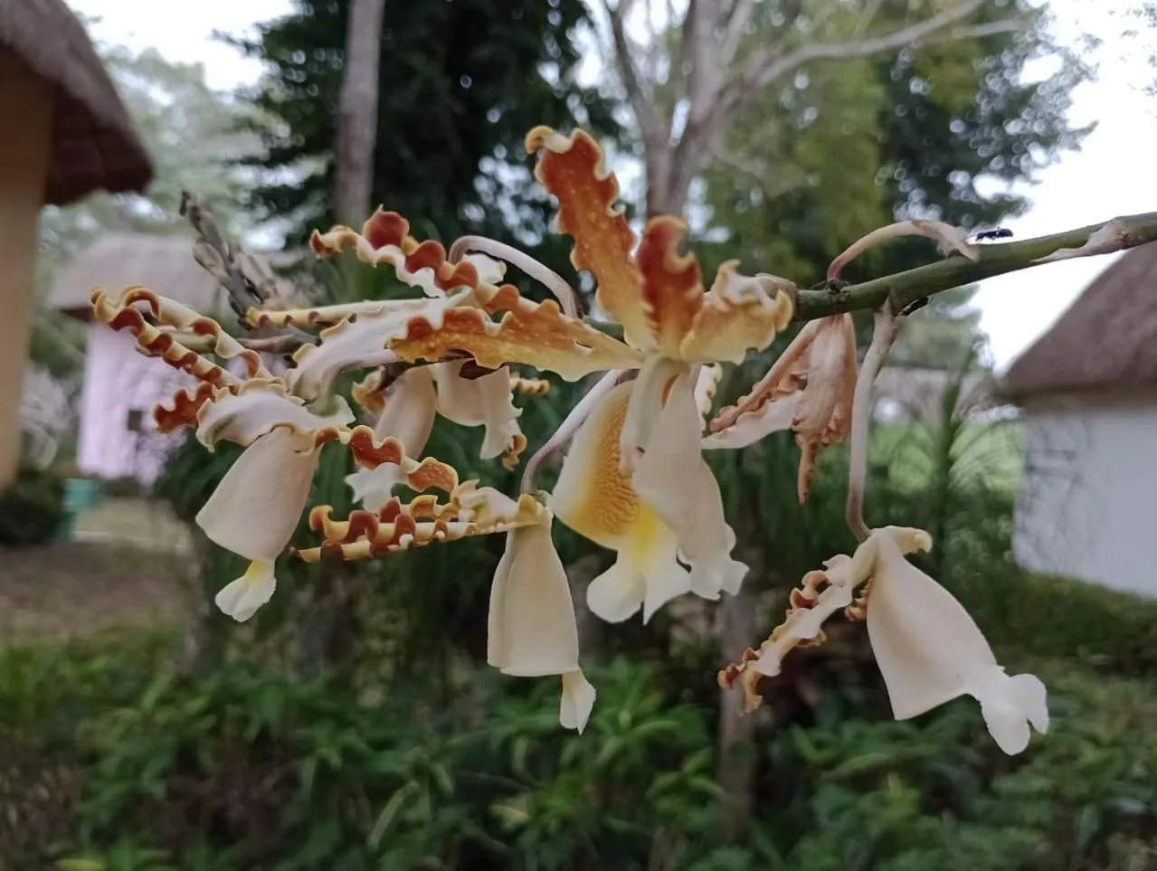 Spring in hotel villas chicanna