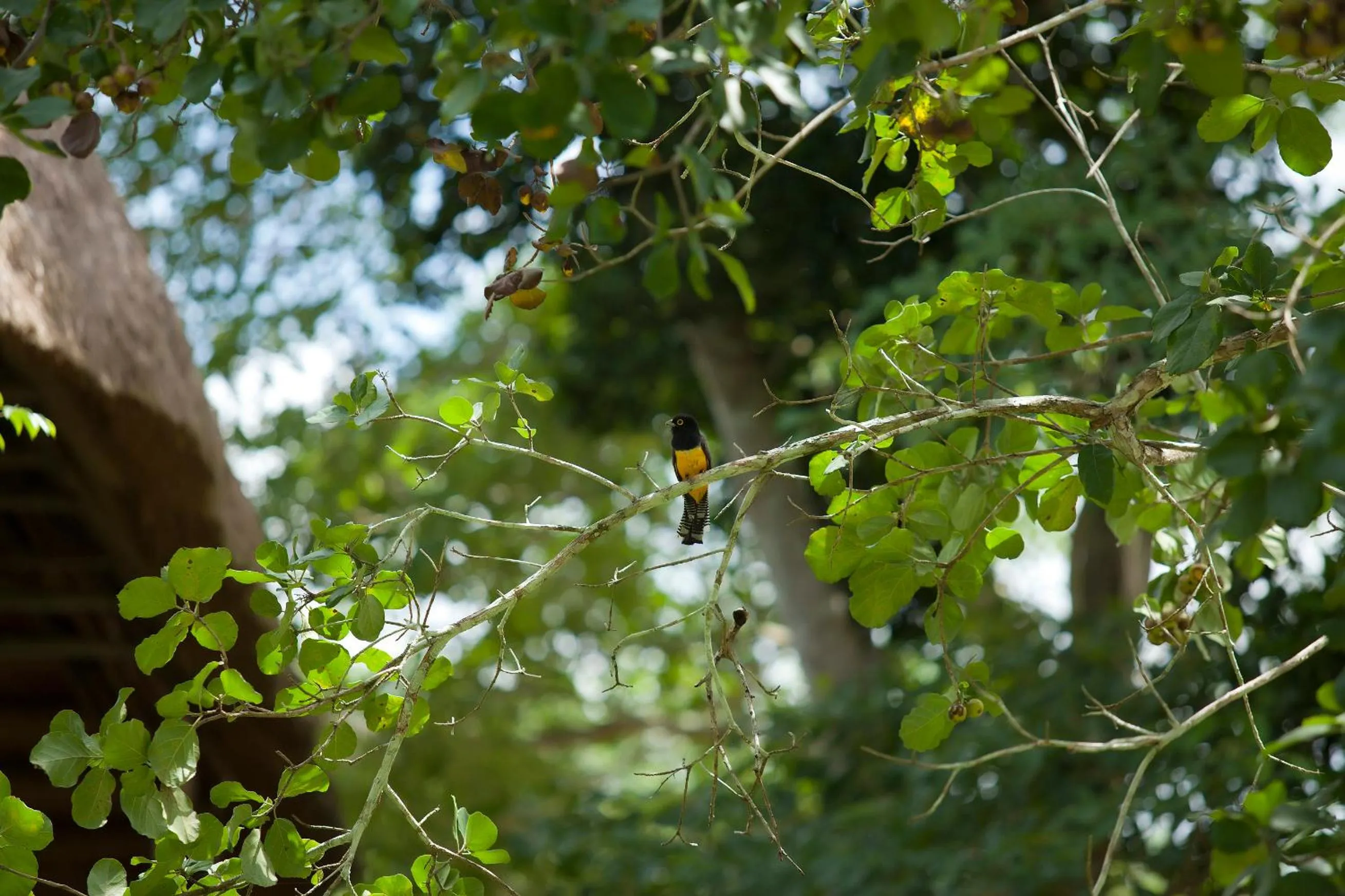 Garden in hotel villas chicanna