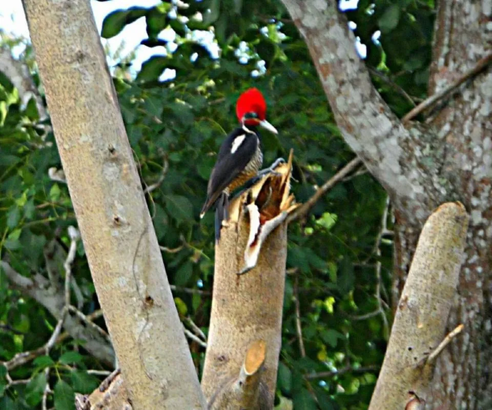 Garden in hotel villas chicanna