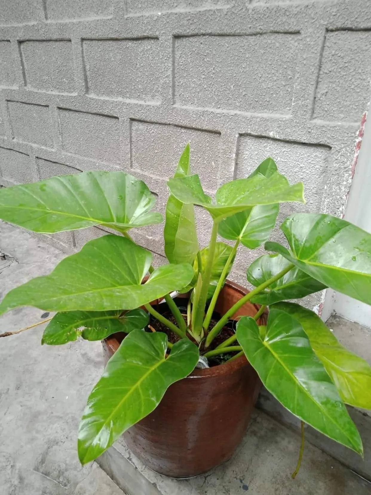 Garden in Burgos Hub Hostel