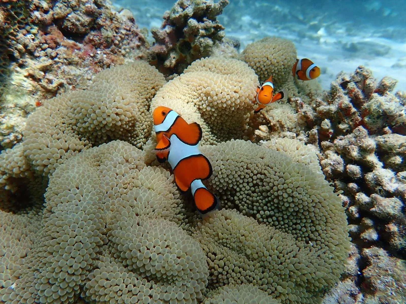 Diving in Cottage Do