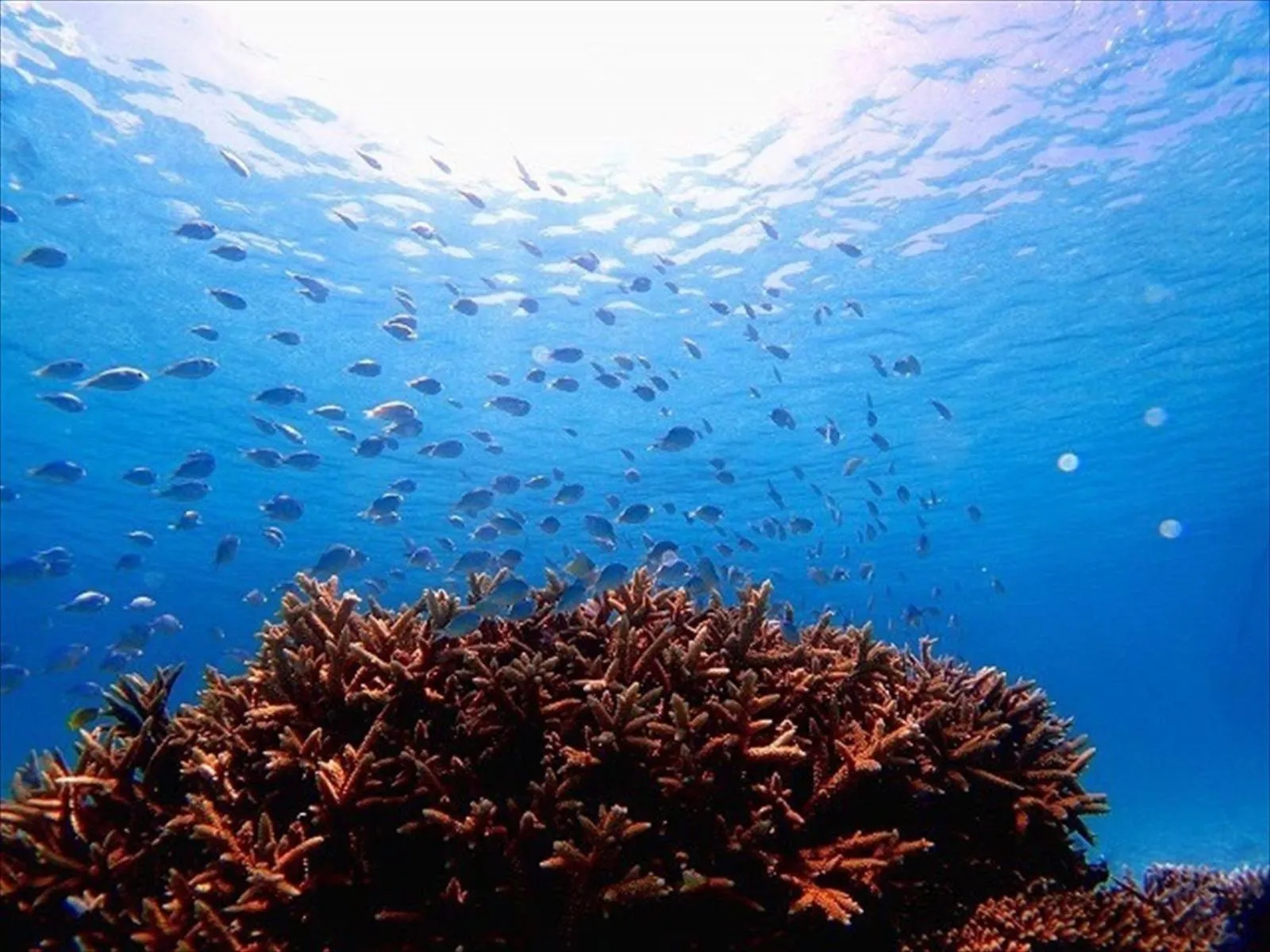 Diving in Cottage Do