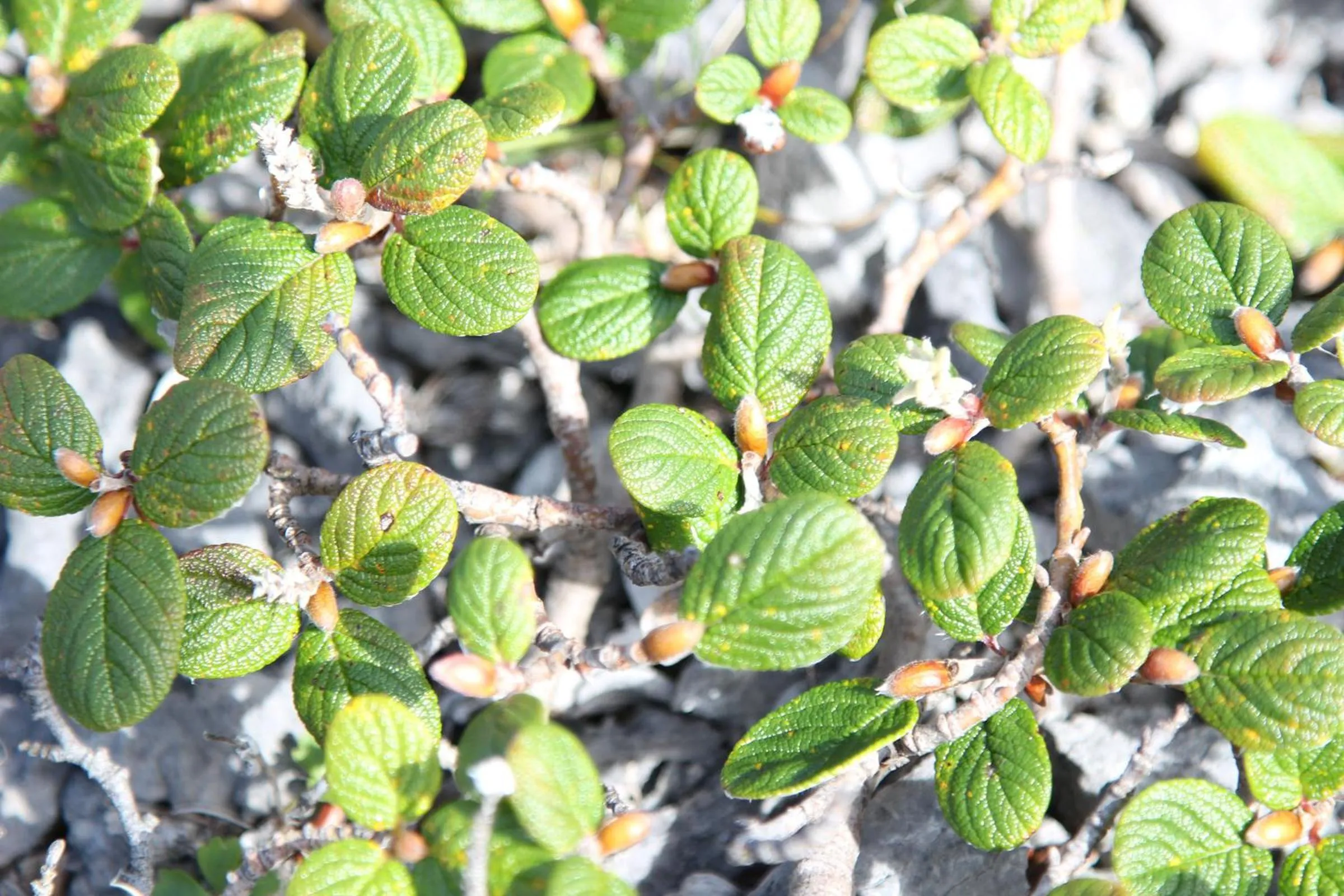 Beach in Burnt Cape Cabins