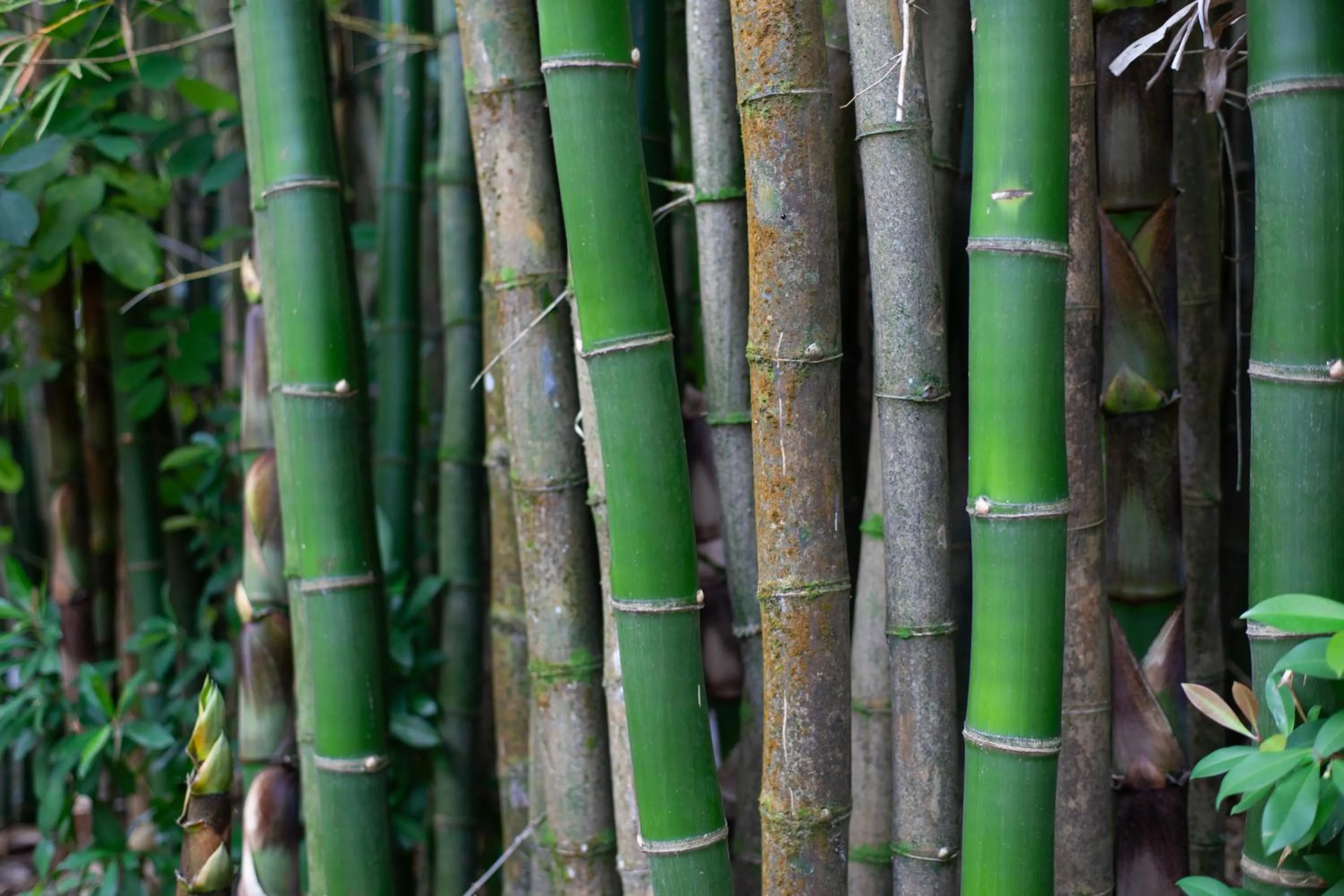 Frenchman's Cove Resort