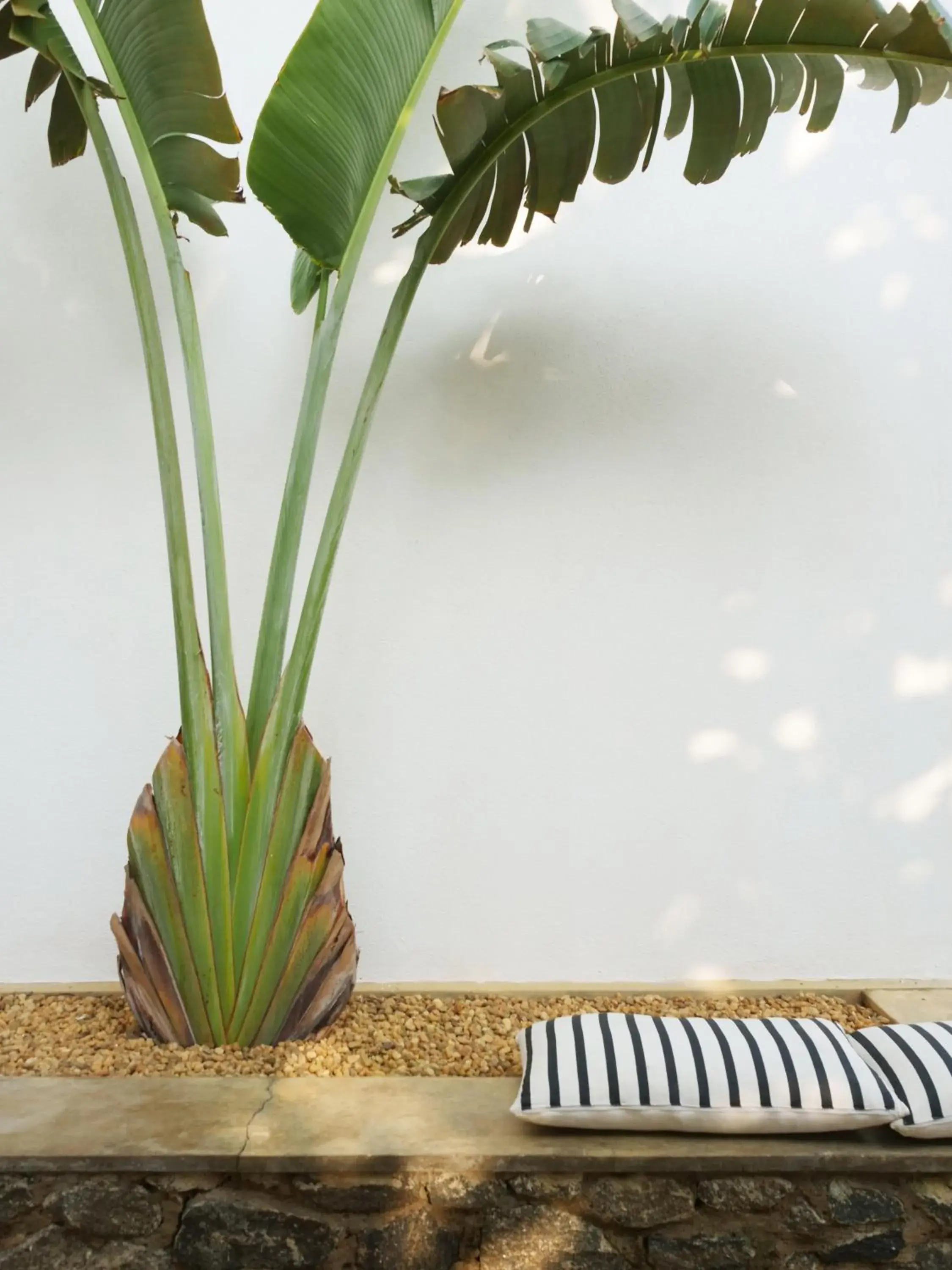 Garden in Arabella on Boossa Garden in Arabella on Boossa