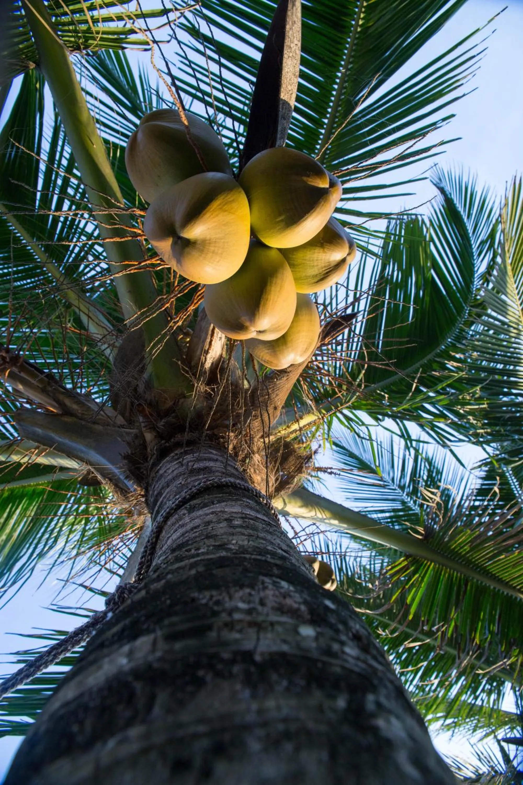 Garden in Arabella on Boossa