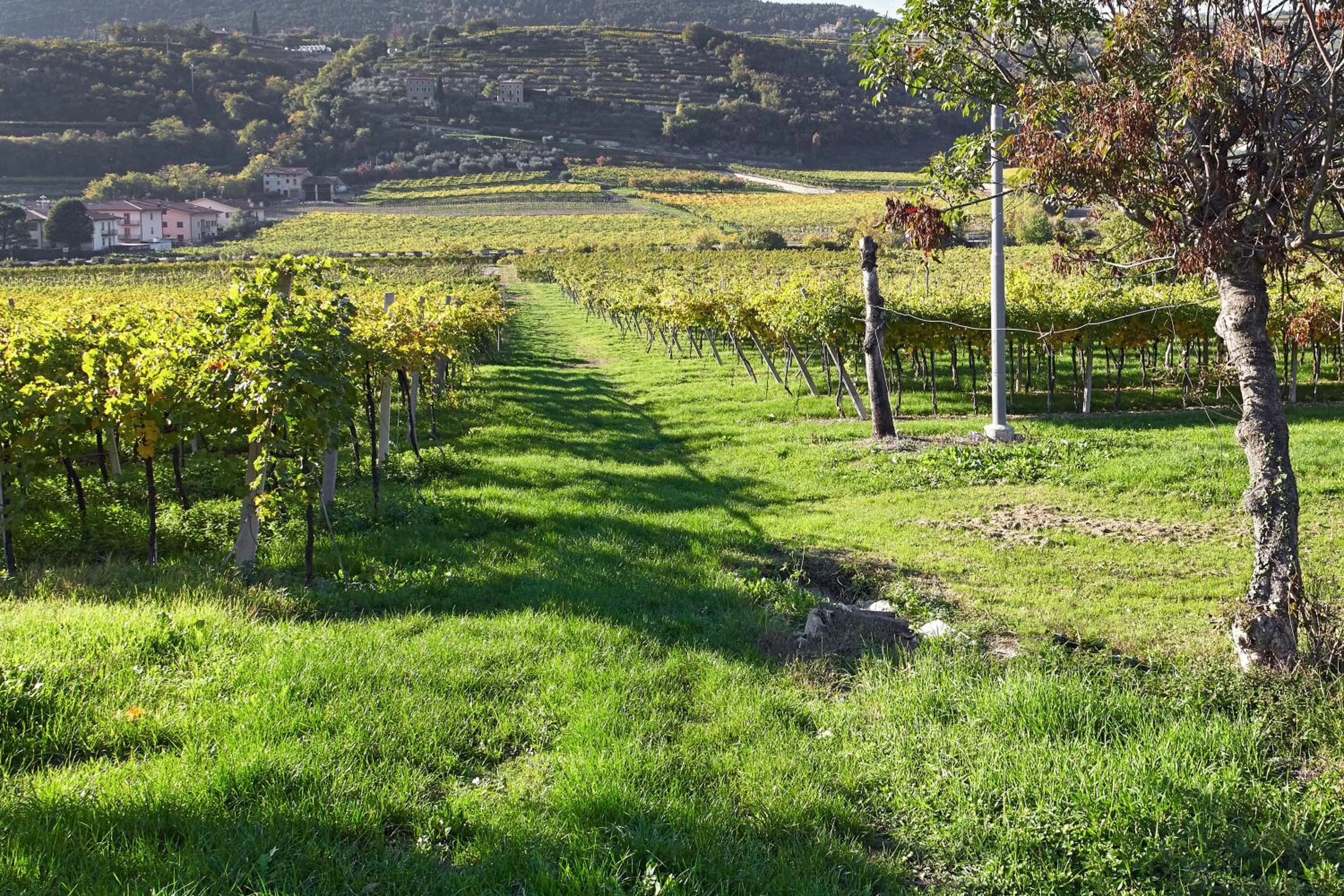 View (from property/room) in B&B Agorà