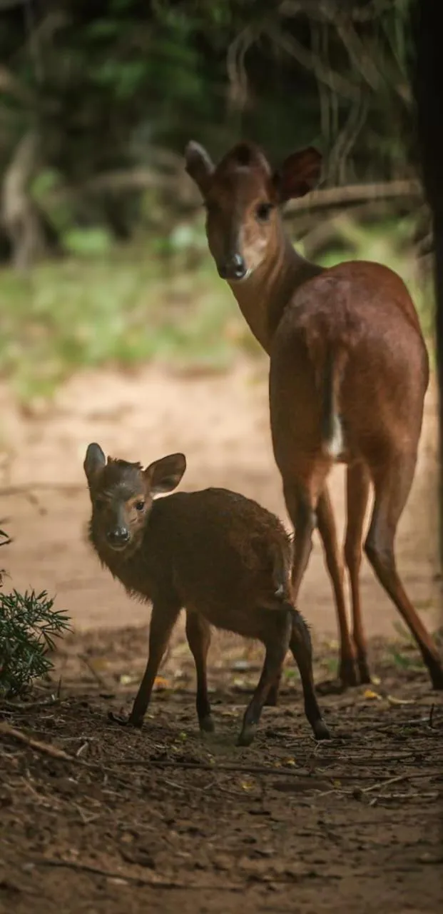 Animals in Thornwood