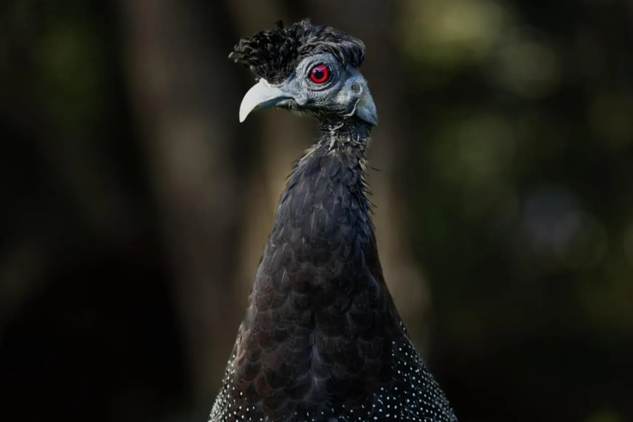 Animals in Thornwood