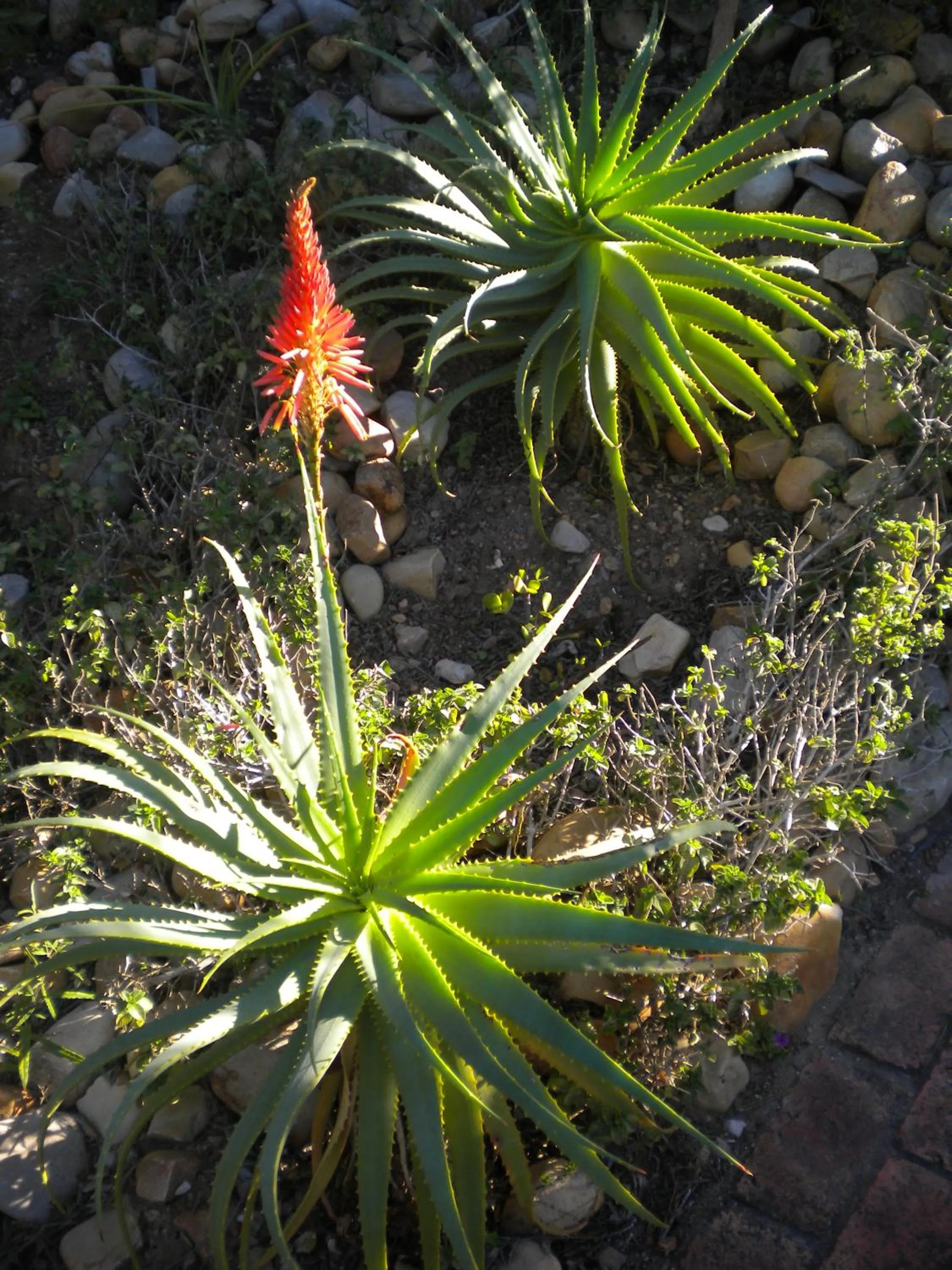 Garden in 22 Julia B&B