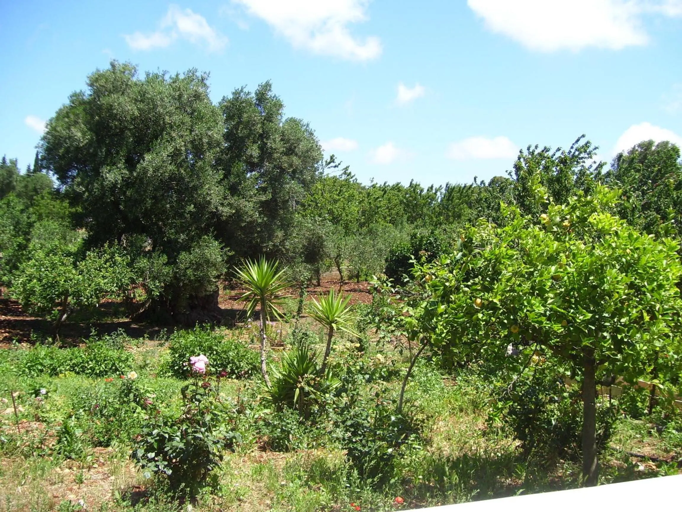Garden in B&B Pietrafitta