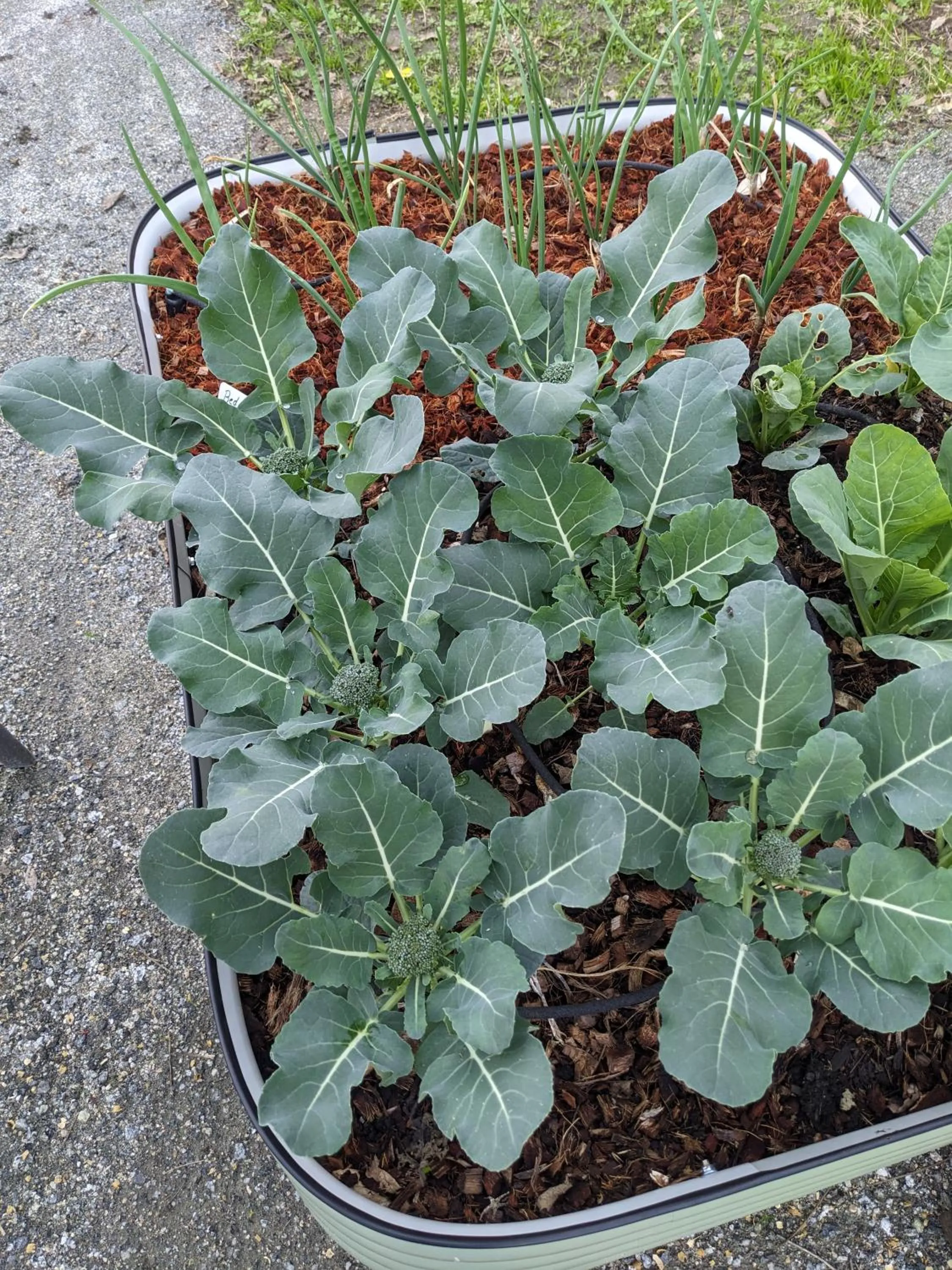 Spring in The Parks Inn