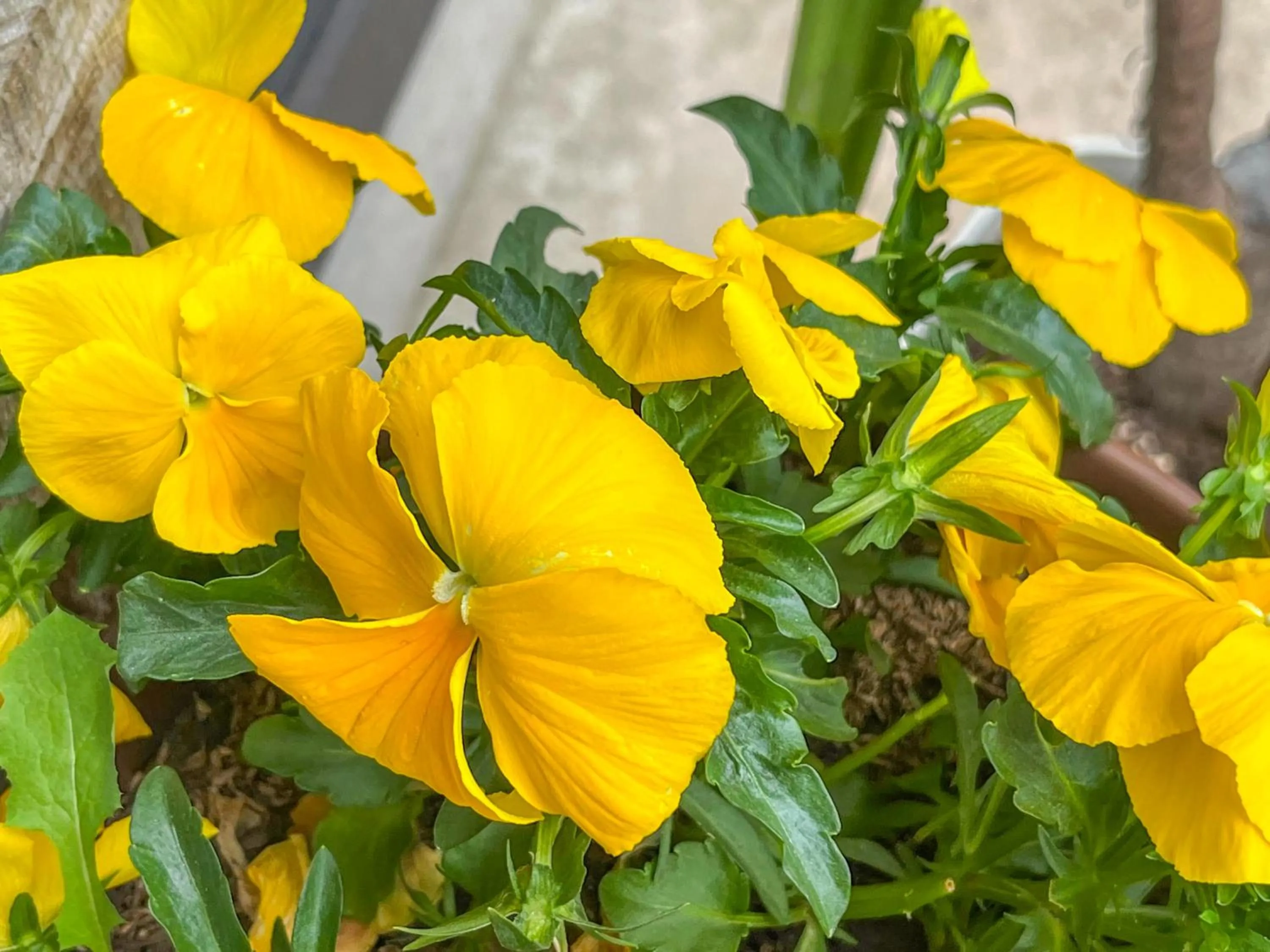 Garden in Farm Inn Seisetsukan
