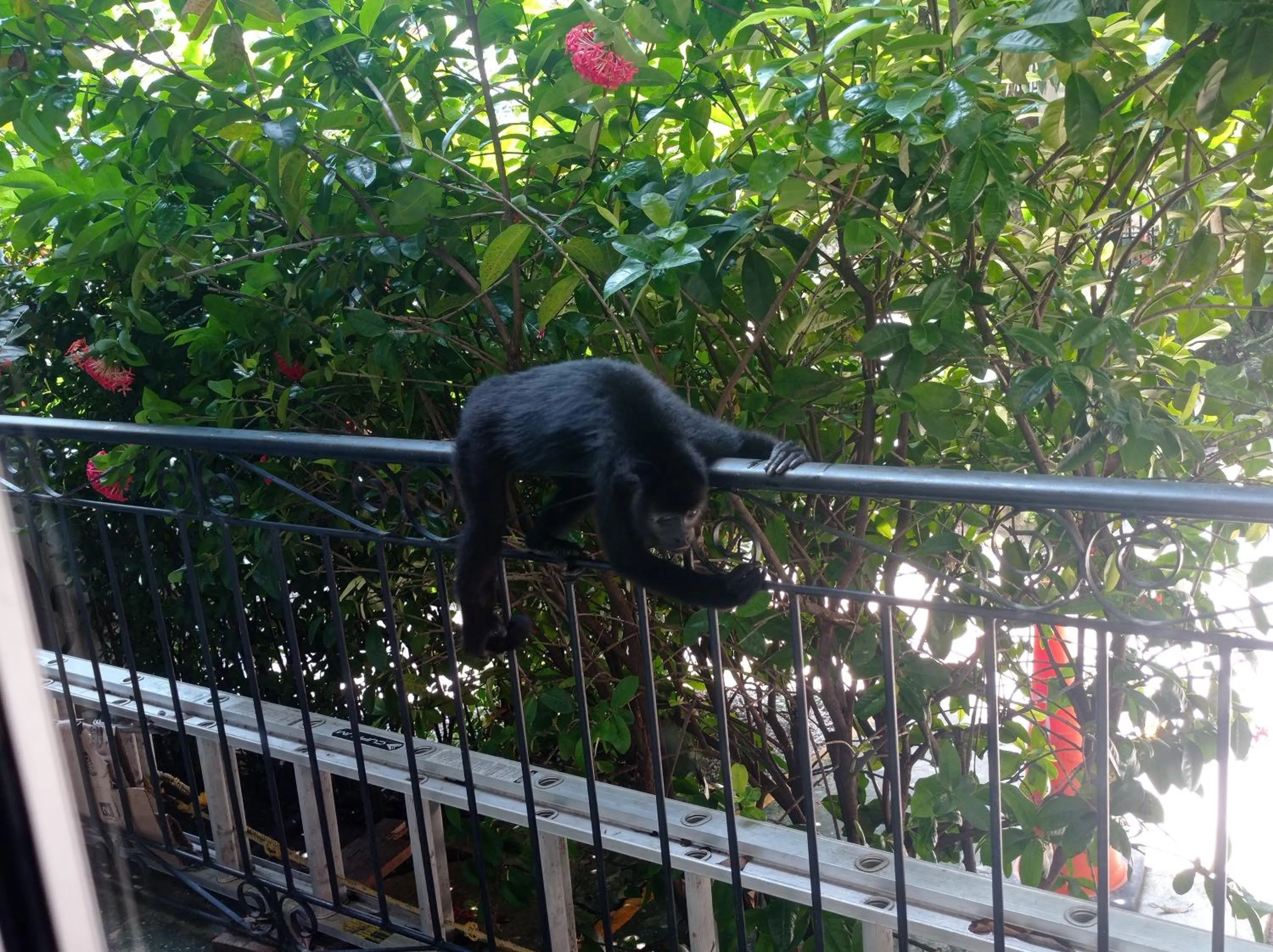 Natural landscape in Hotel Sevilla Palenque