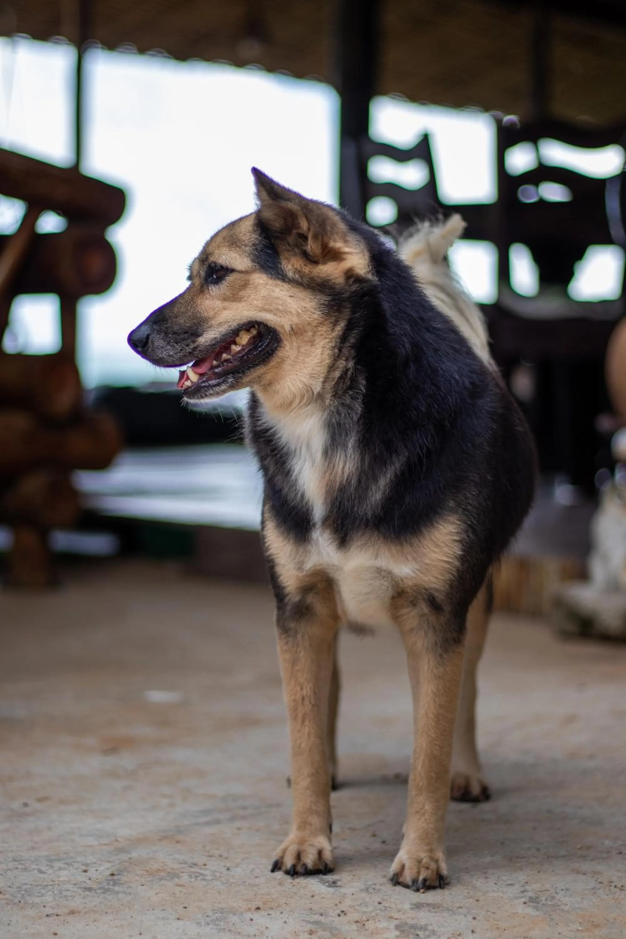 Animals in Cliff Cottage