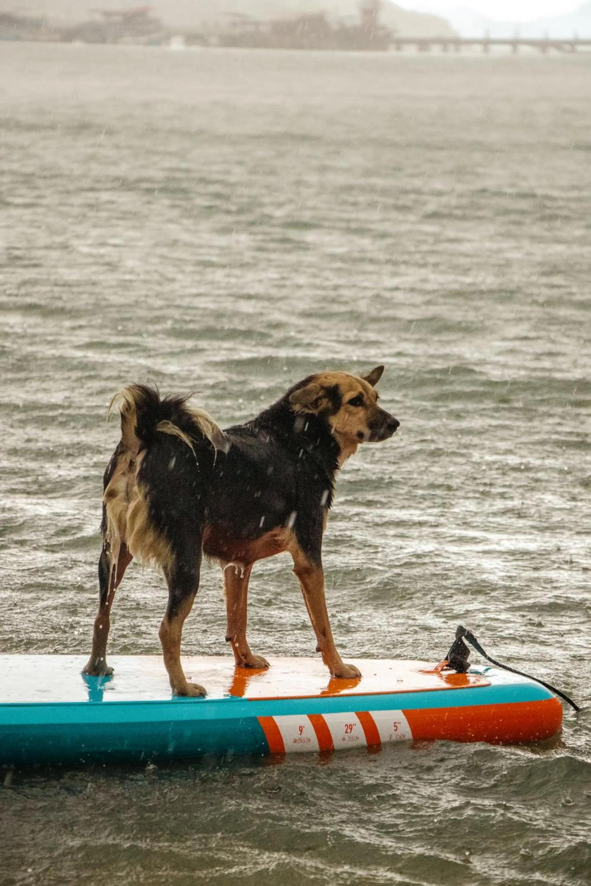Animals in Cliff Cottage