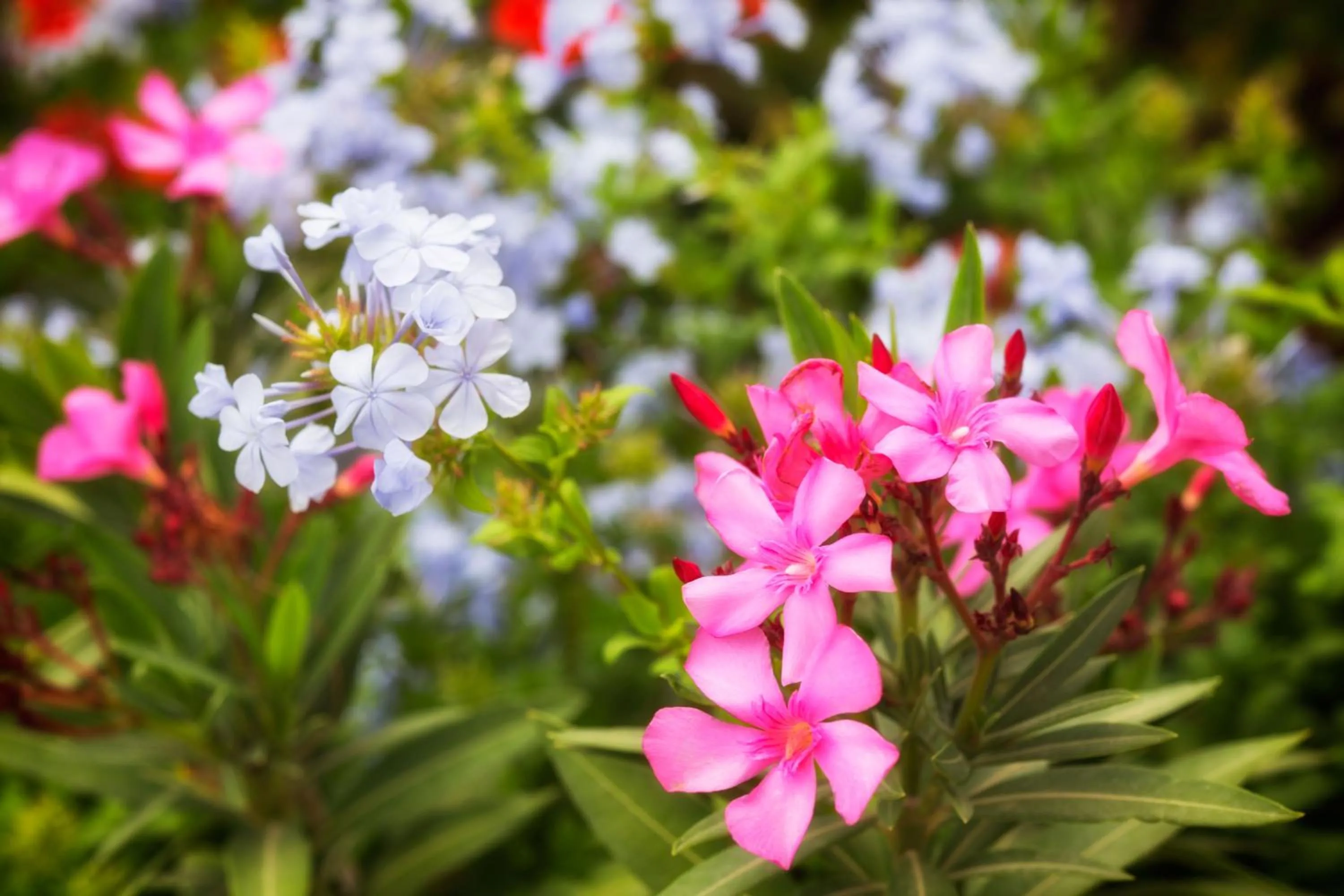 Spring in Villa Irini
