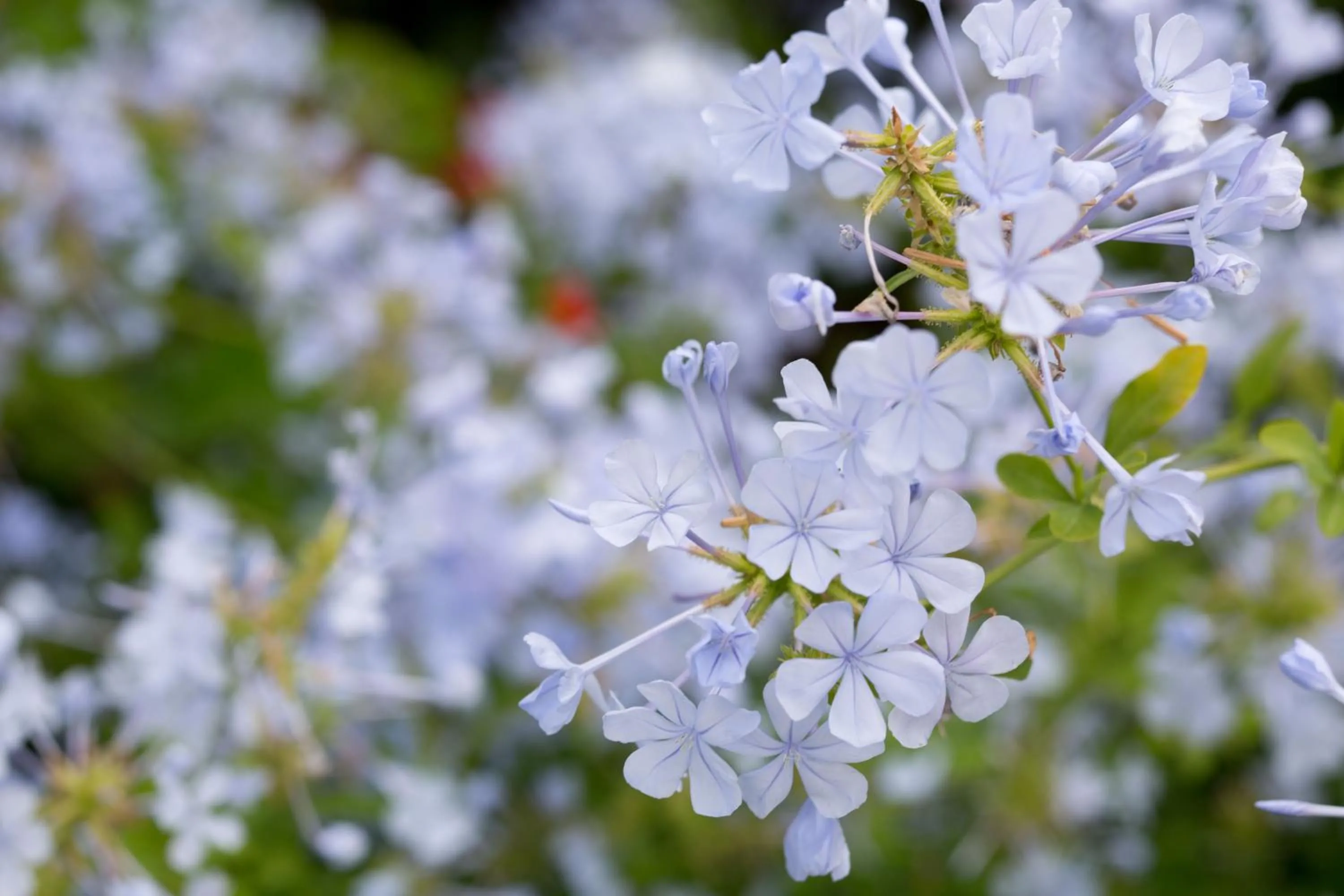 Spring in Villa Irini