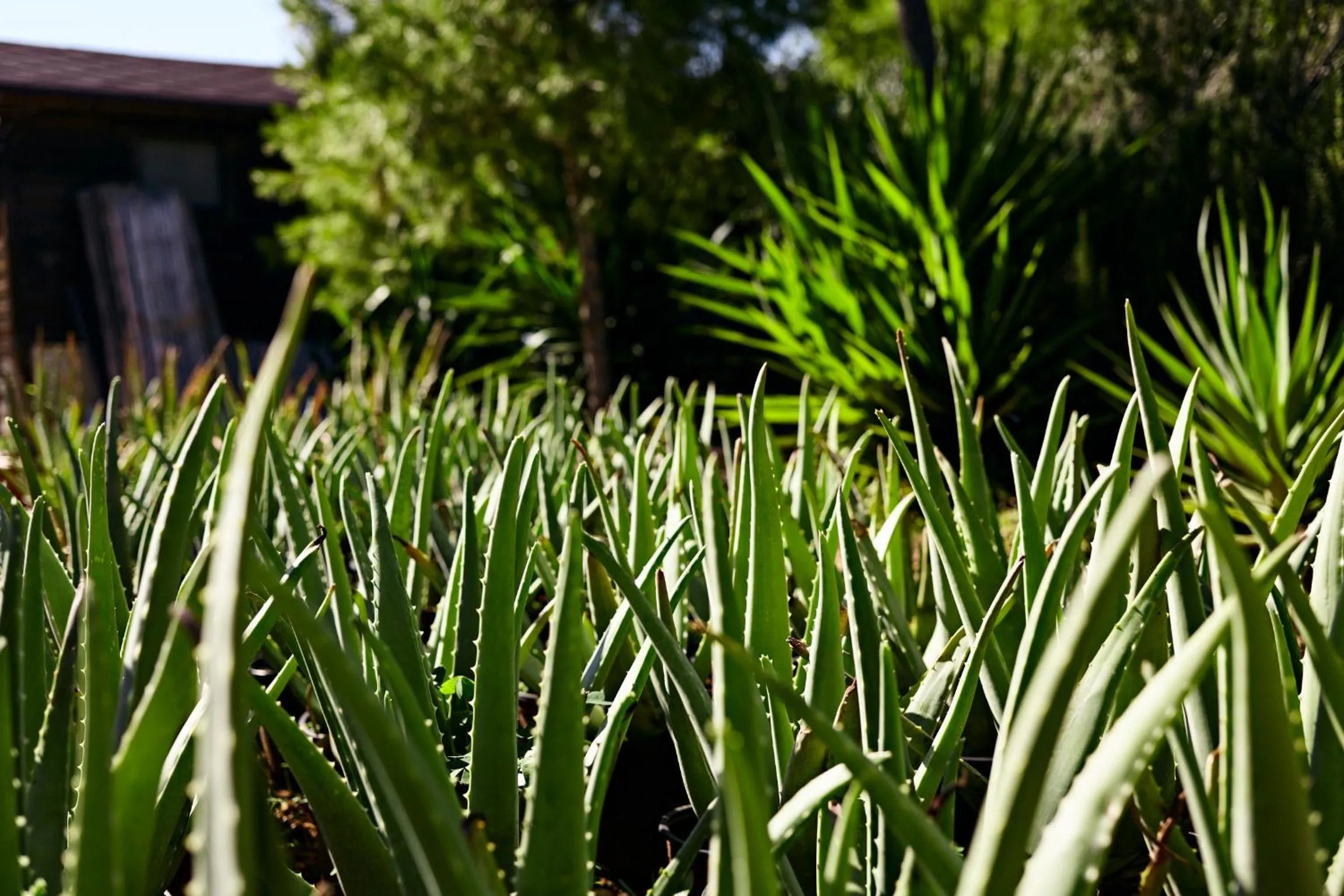 Garden in Villa Irini