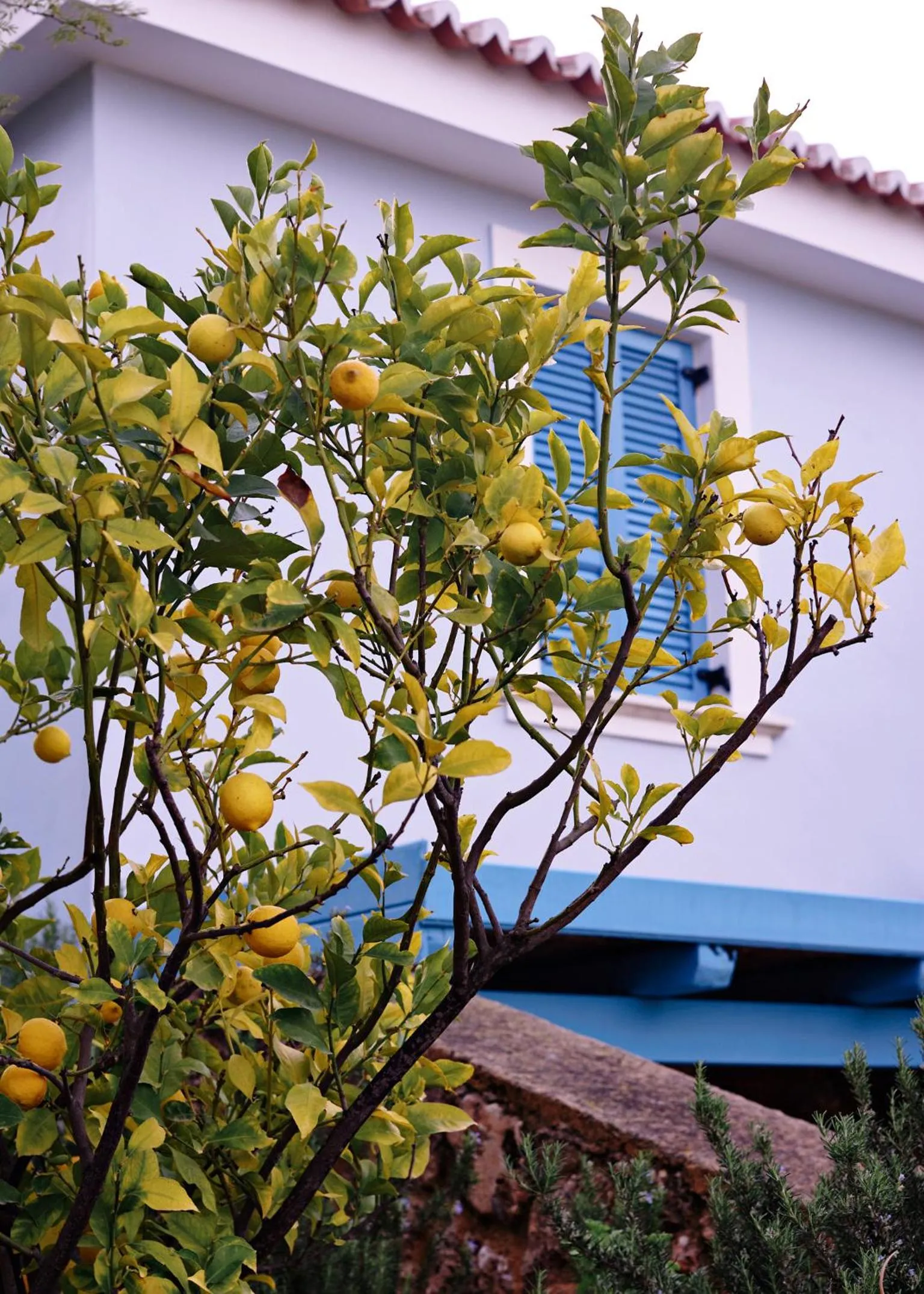 Garden in Villa Irini