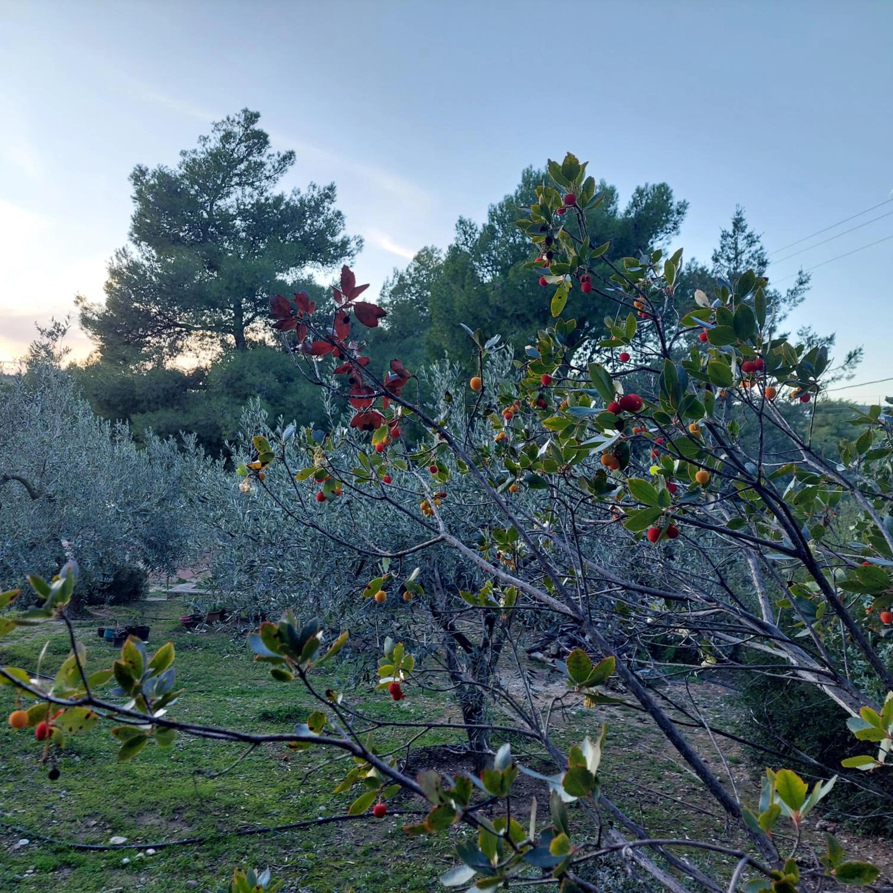 Villa Irini