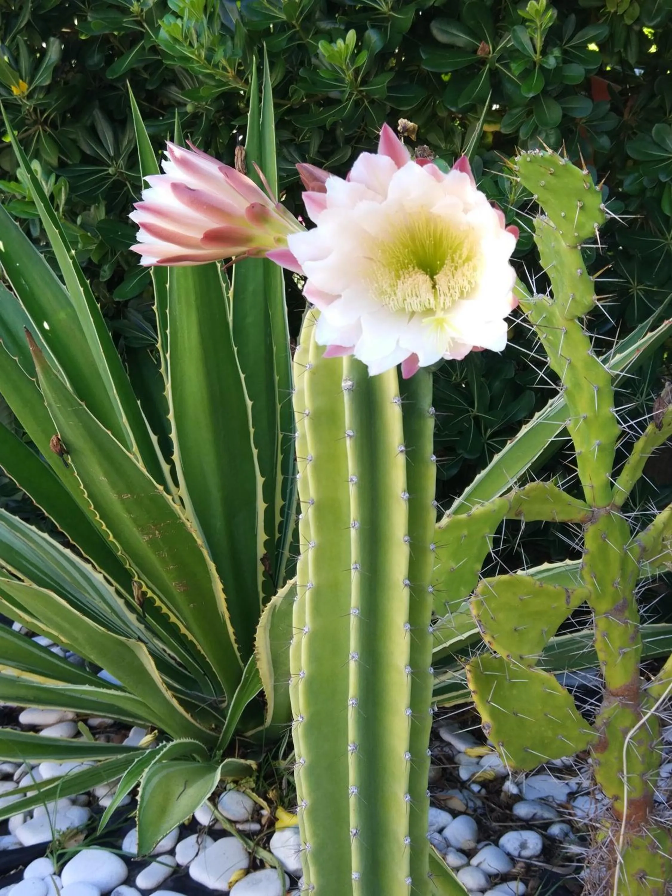 Summer in La Casa A Mare B&B