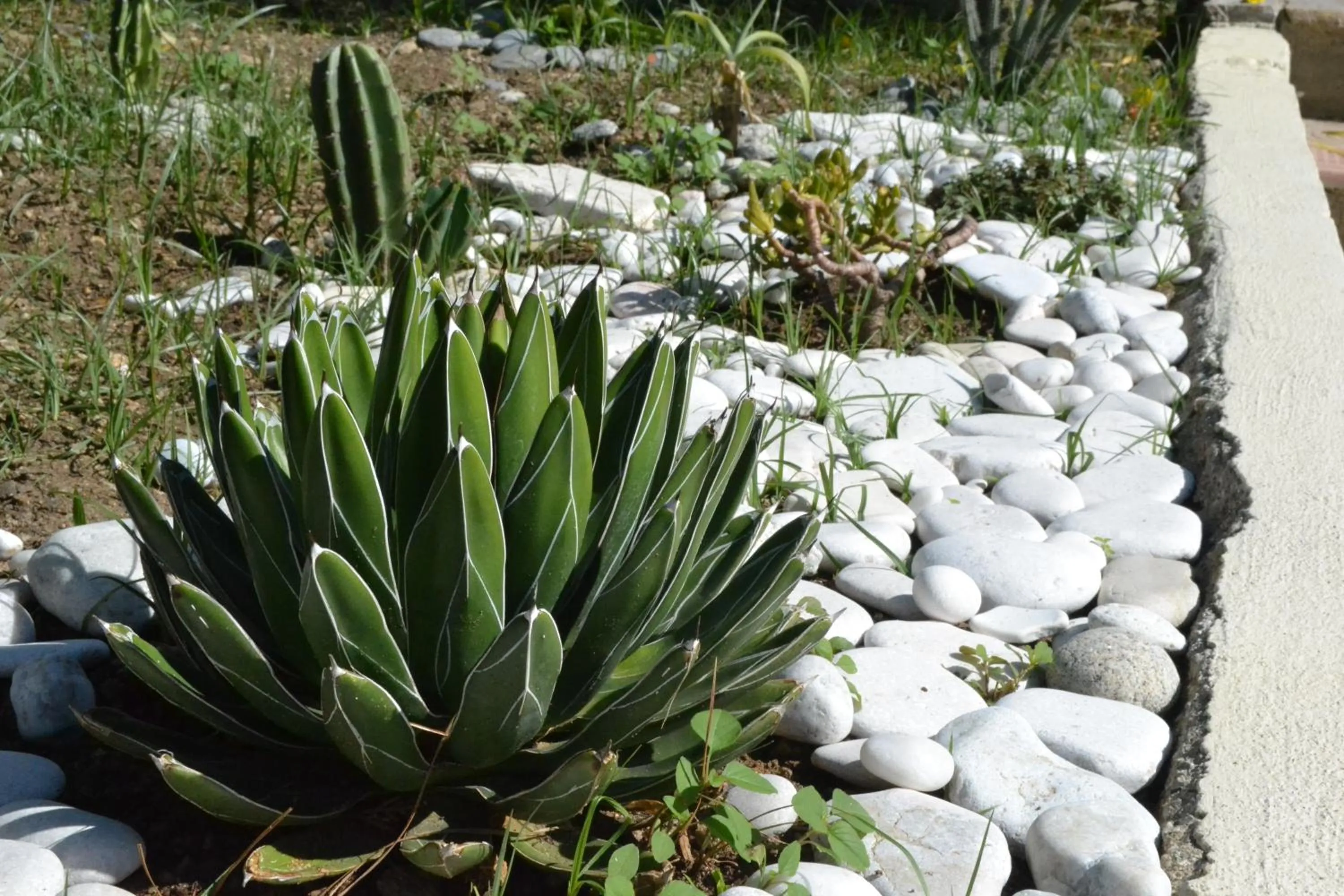 Garden in La Casa A Mare B&B