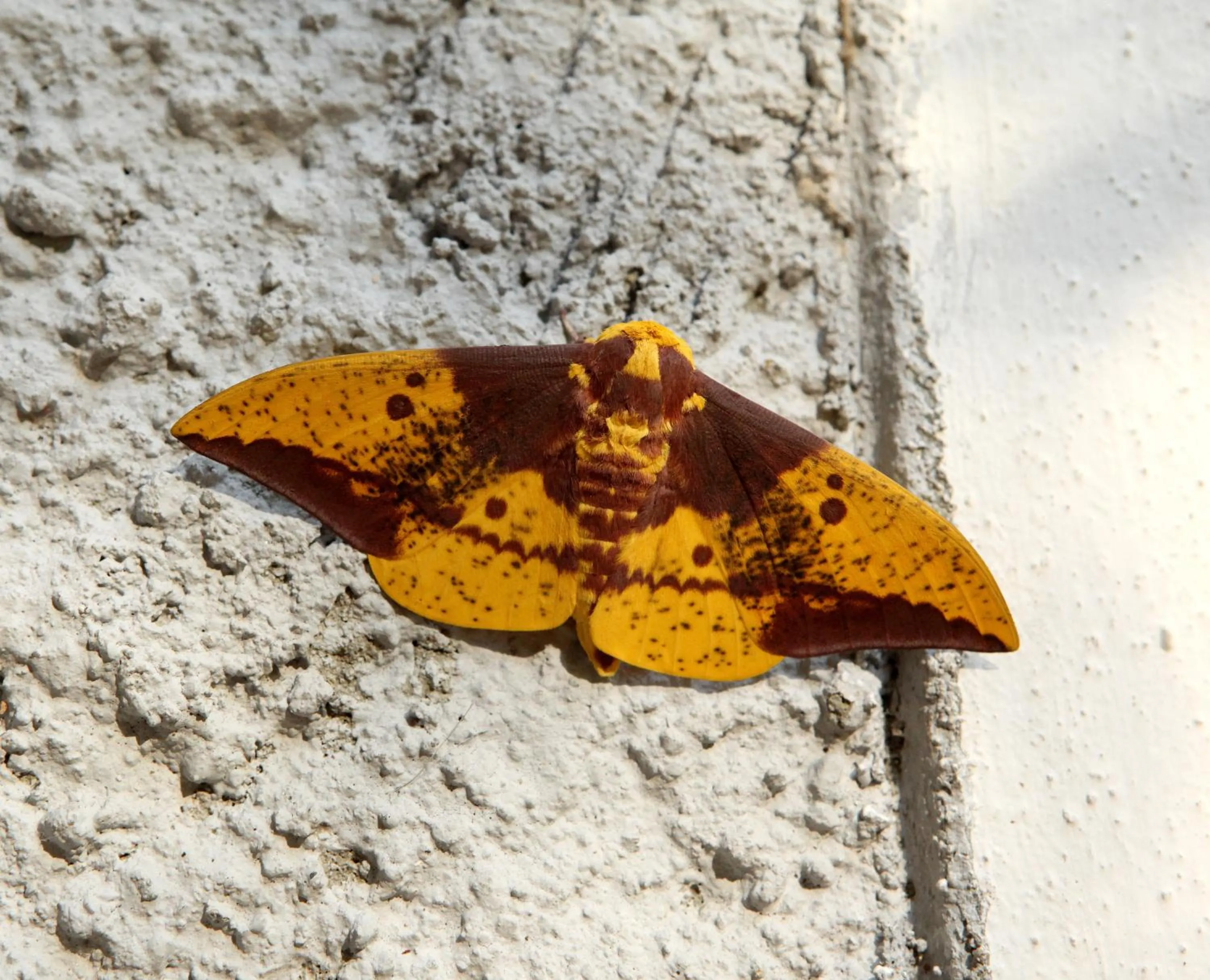 Animals in Villa Laurinda