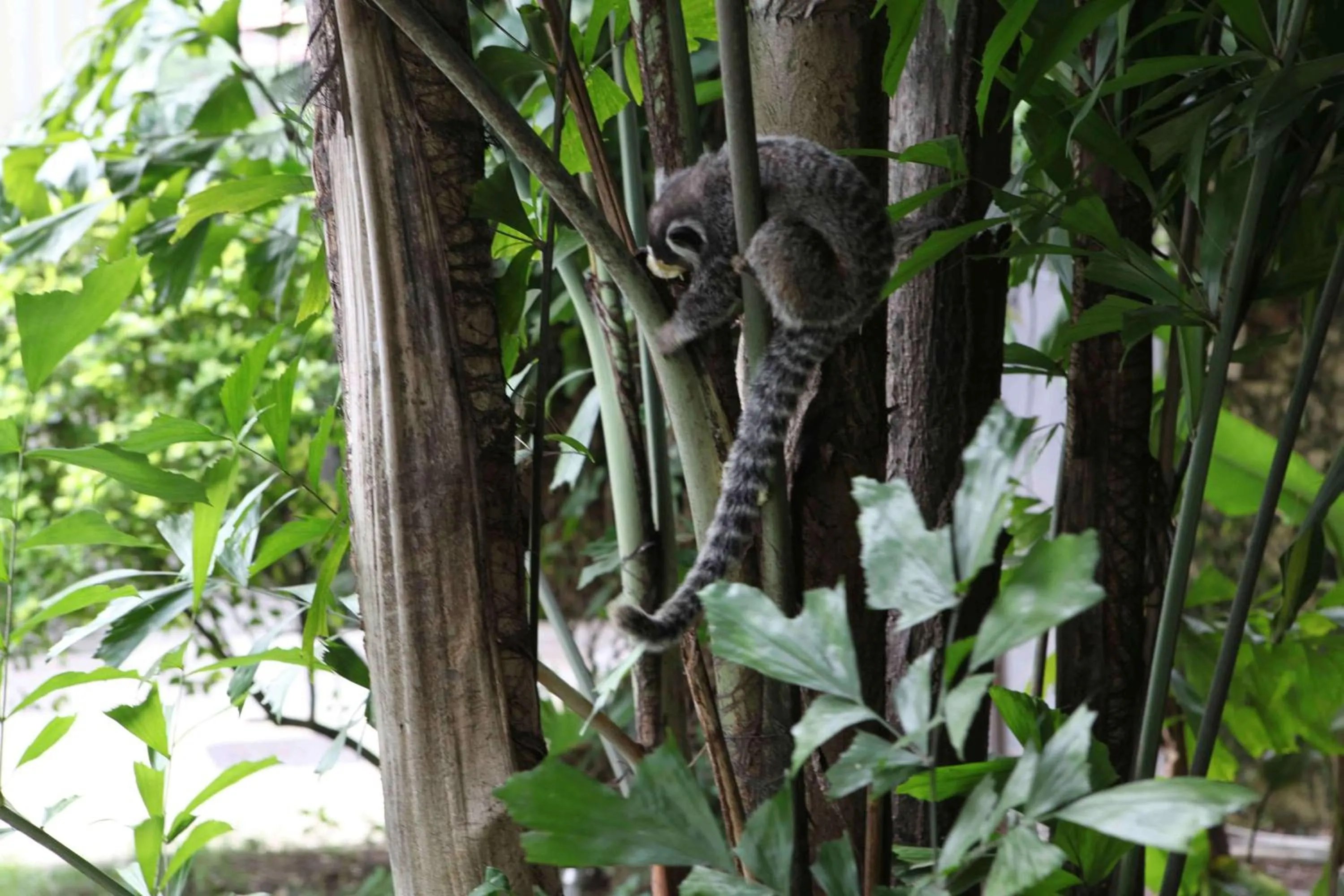 Day in Villa Laurinda
