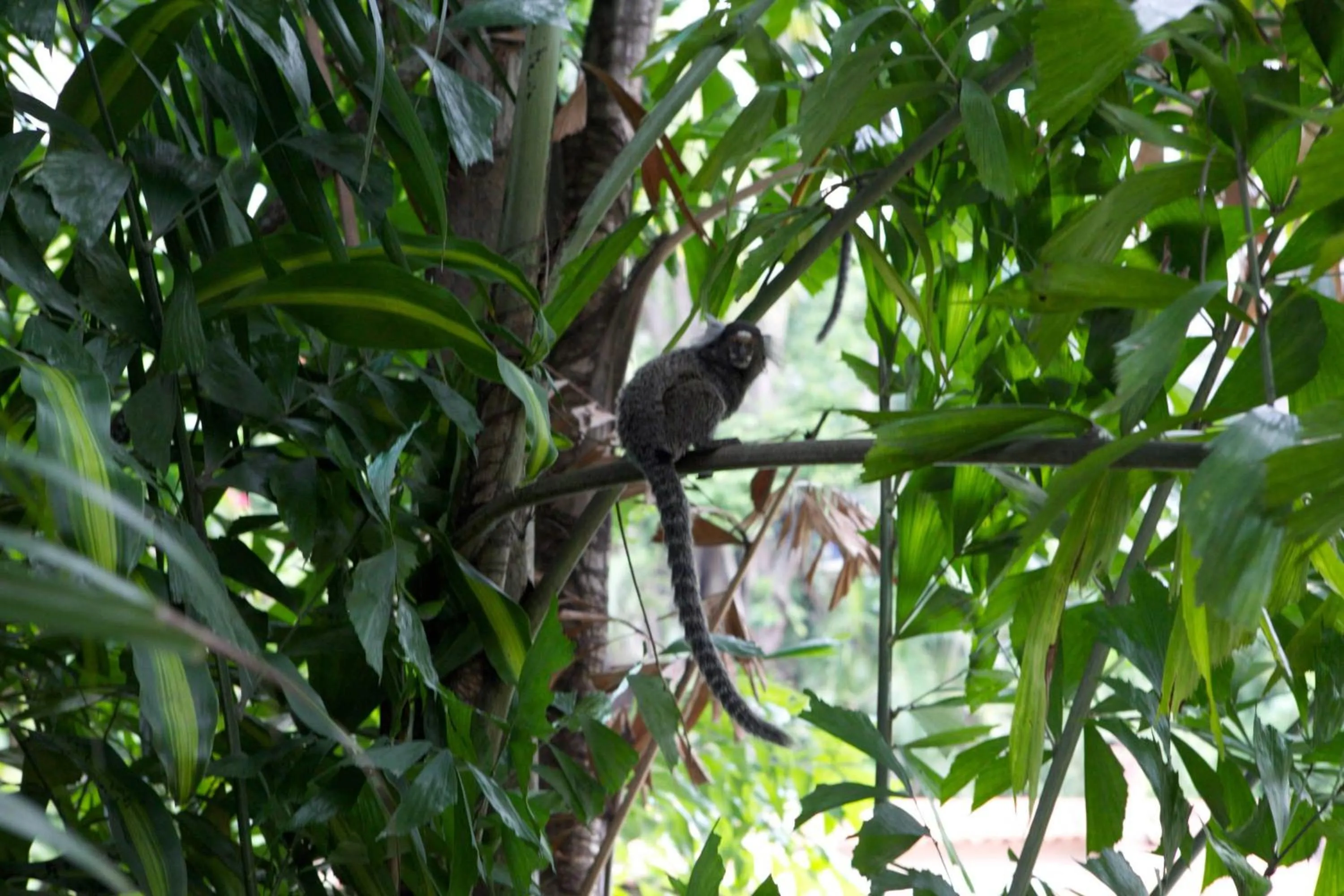 Day in Villa Laurinda