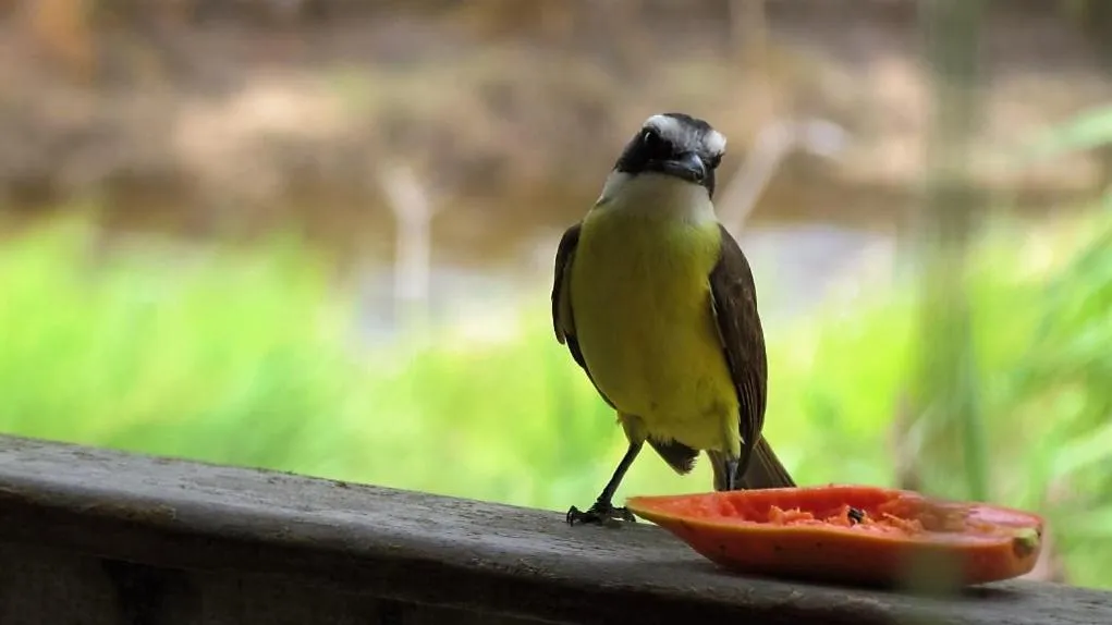 Animals in Grimms Pousada de Contos