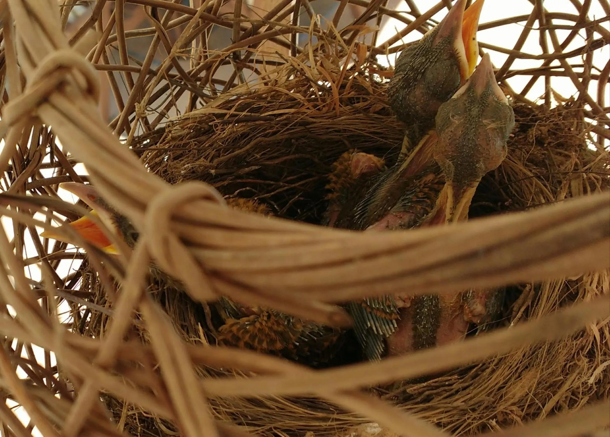 Animals in Grimms Pousada de Contos