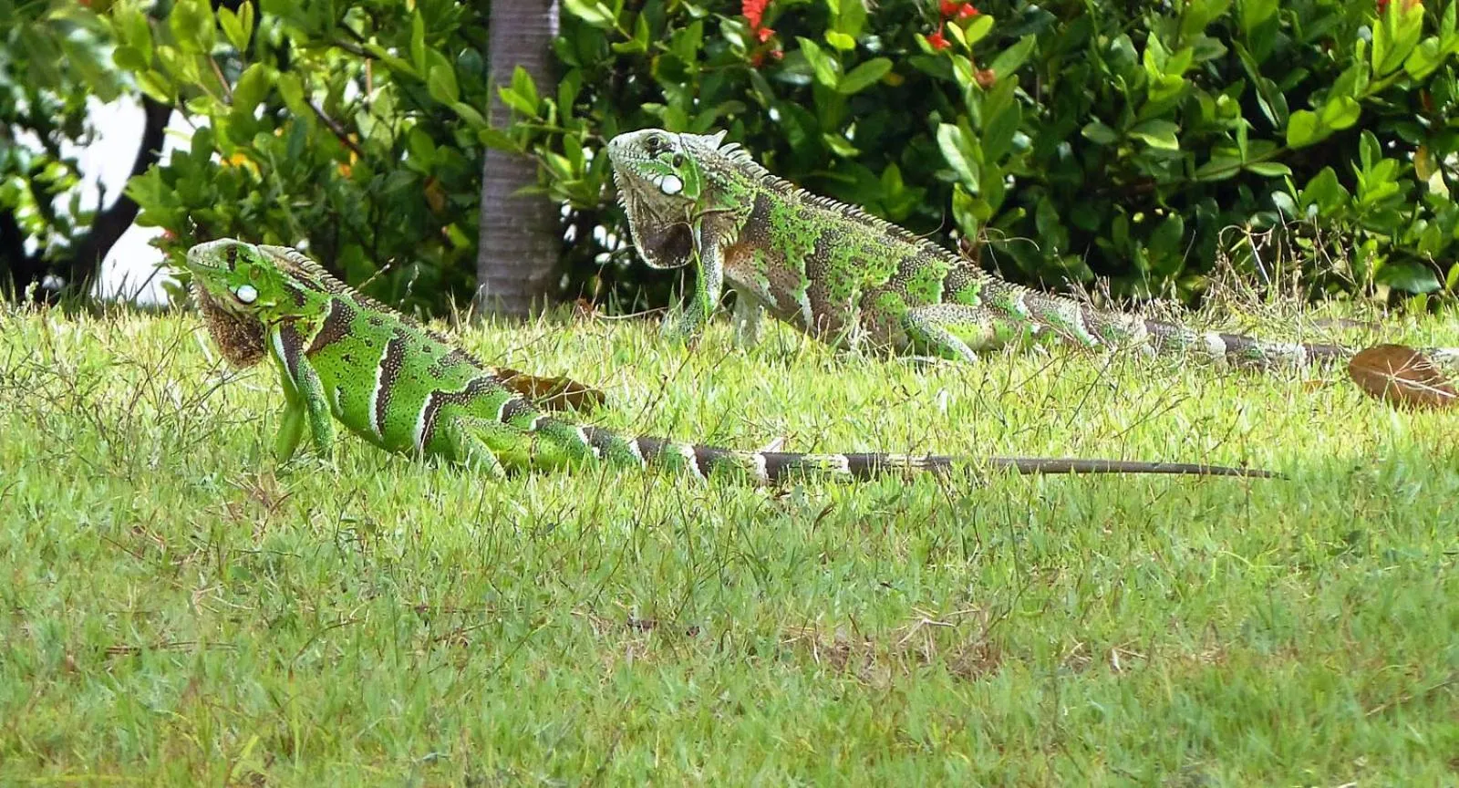 Animals in Grimms Pousada de Contos