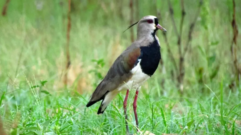 Animals in Grimms Pousada de Contos