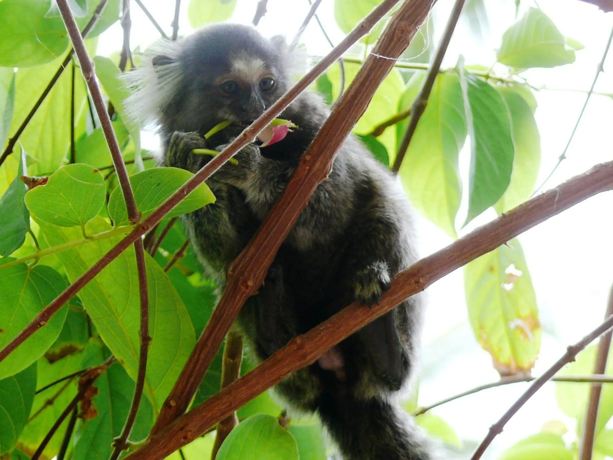 Animals in Grimms Pousada de Contos