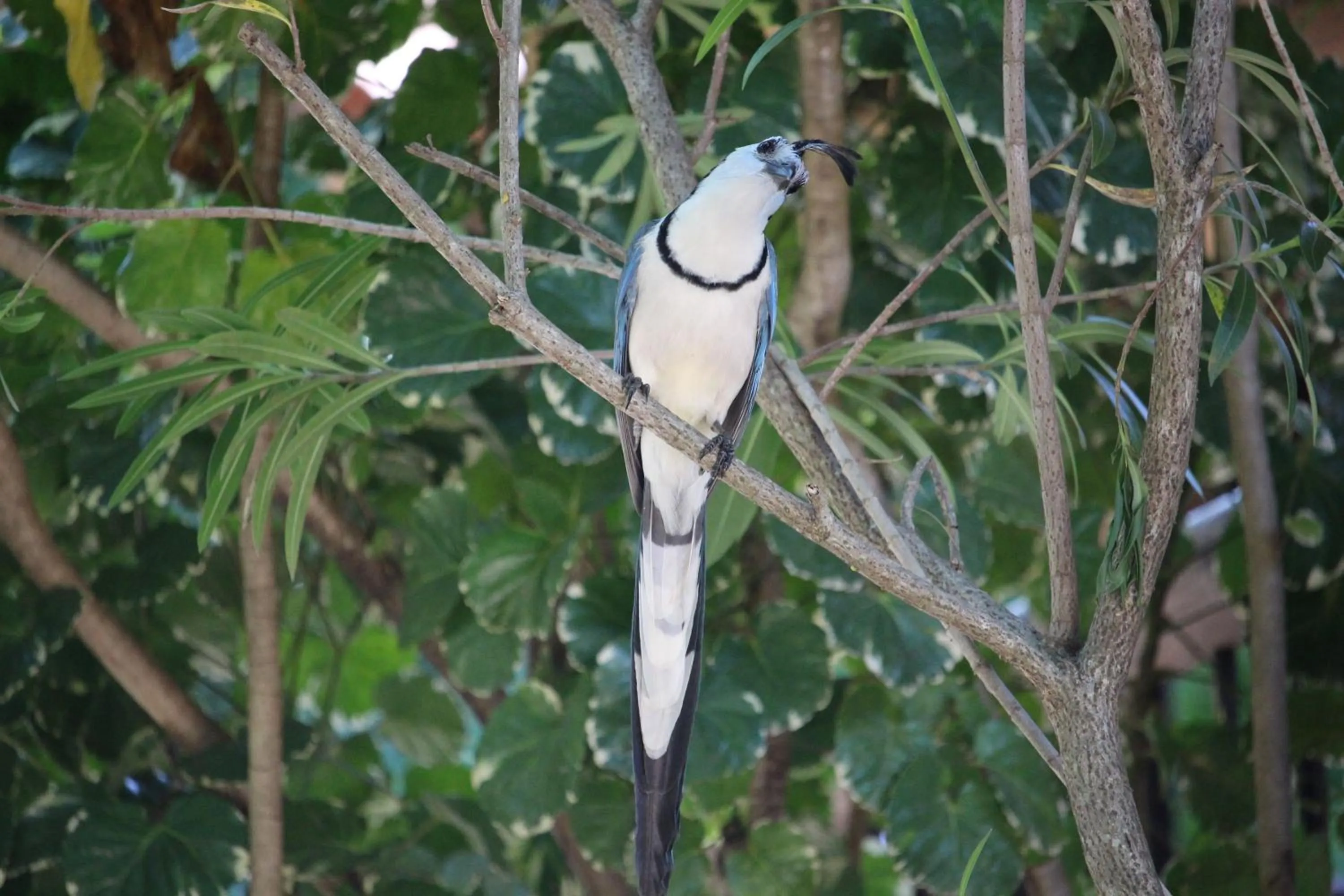 Animals in Quinta Esencia