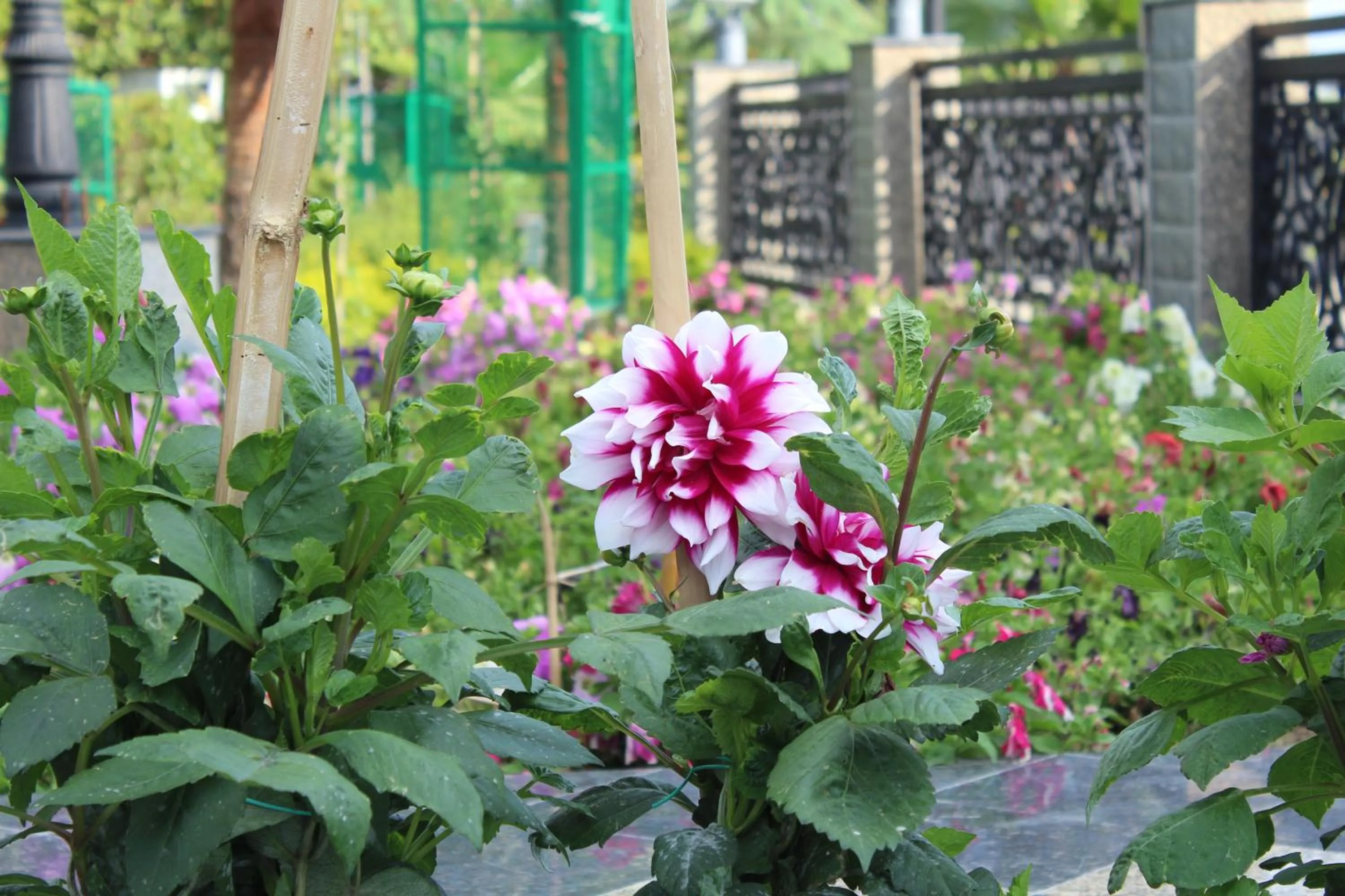 Garden in Dhauladhar Heights Resort