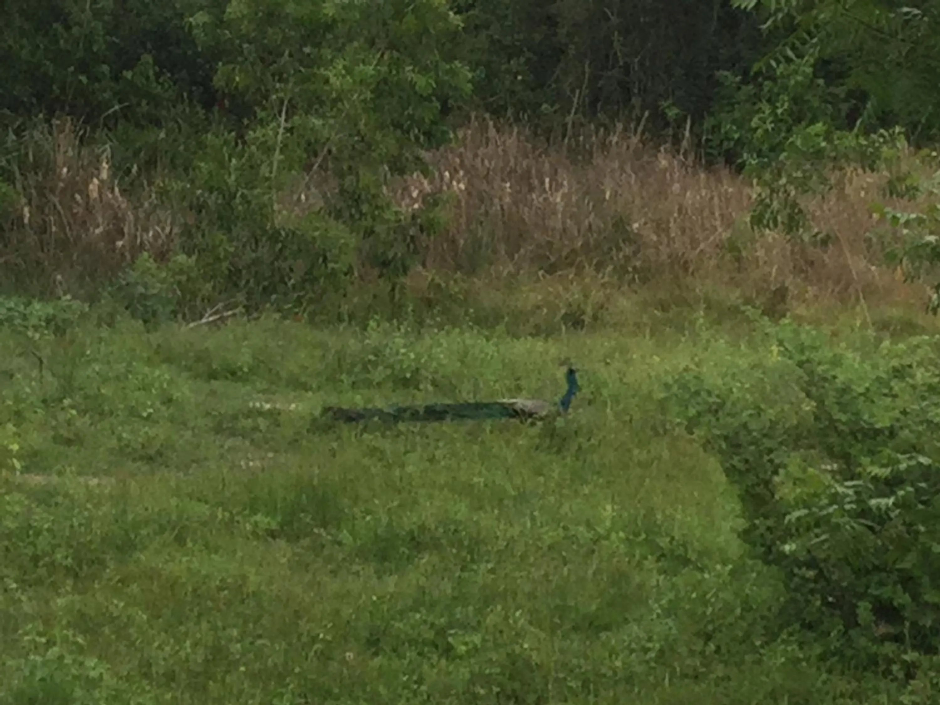 Animals in Tranquality Chalets